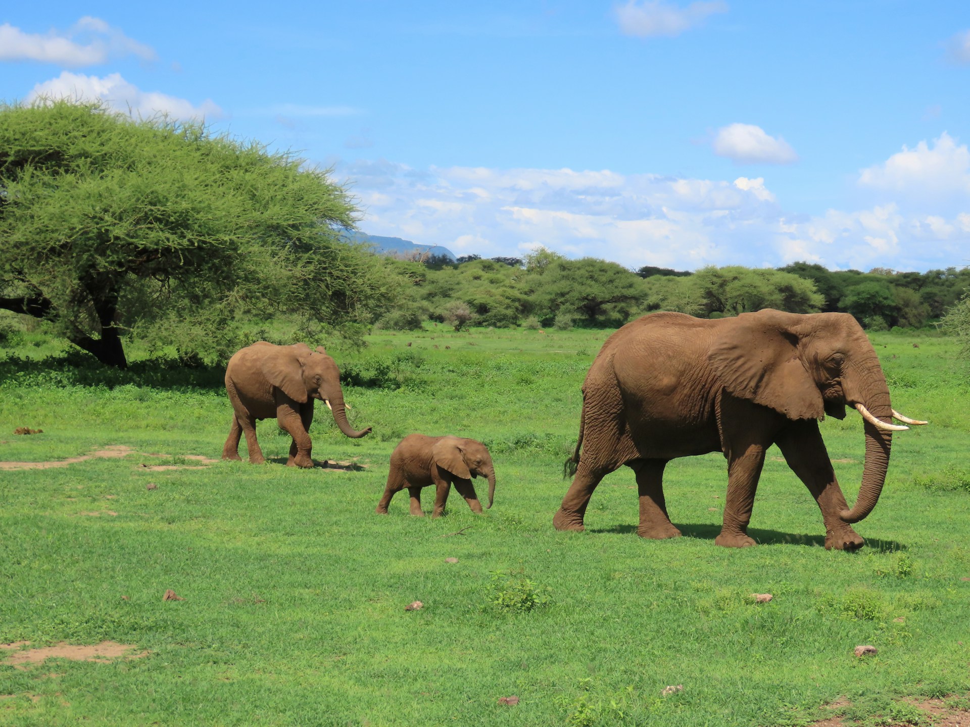 6 Days Tanzania Safari to Lake Manyara, Serengeti & Ngorongoro Crater