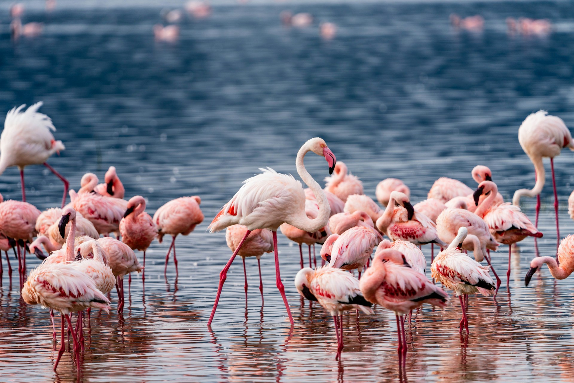 Photo from 6 Days Tanzania Safari to Lake Manyara, Serengeti & Ngorongoro Crater safari tour