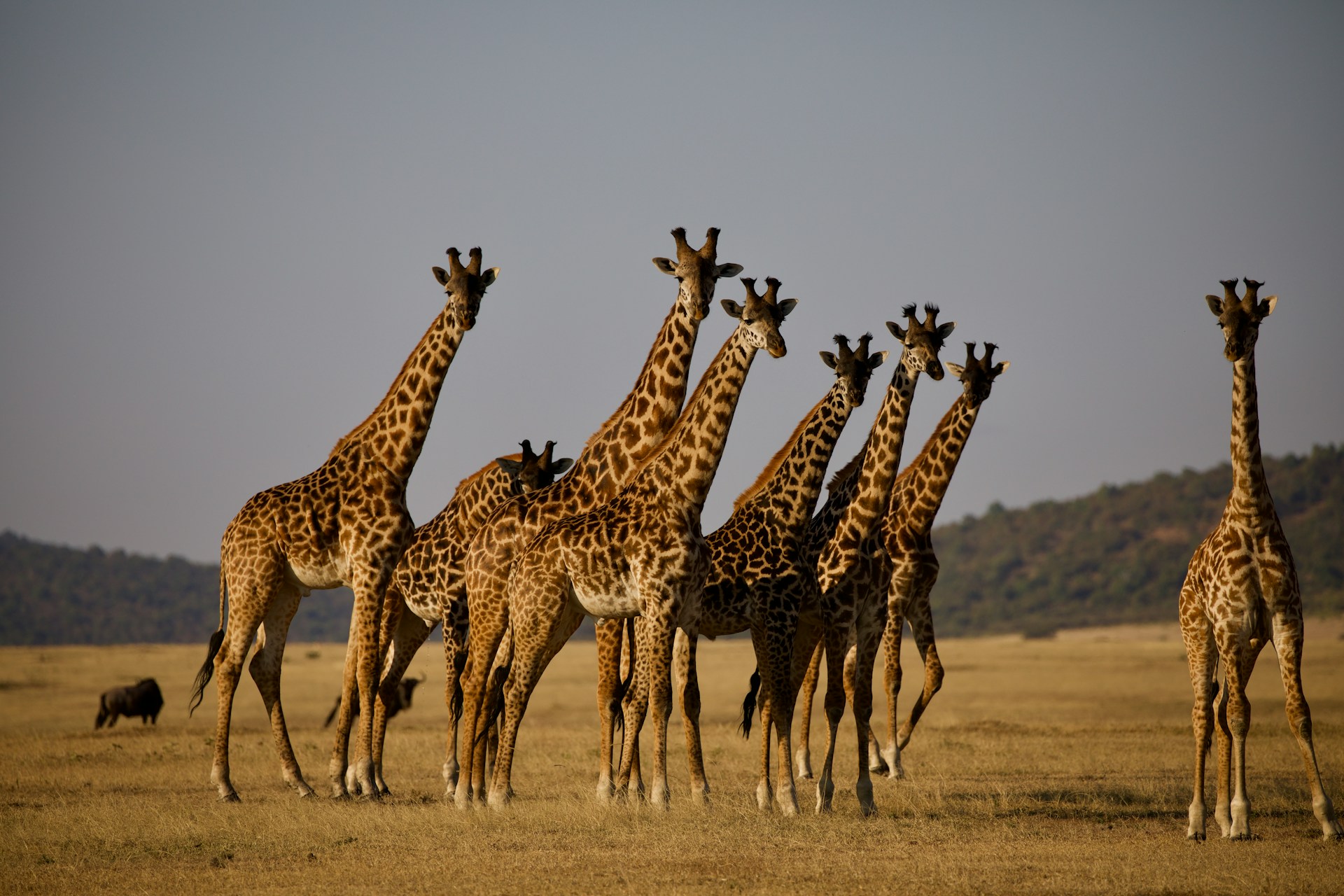 Photo from 6 Days Tanzania Safari to Lake Manyara, Serengeti & Ngorongoro Crater safari tour