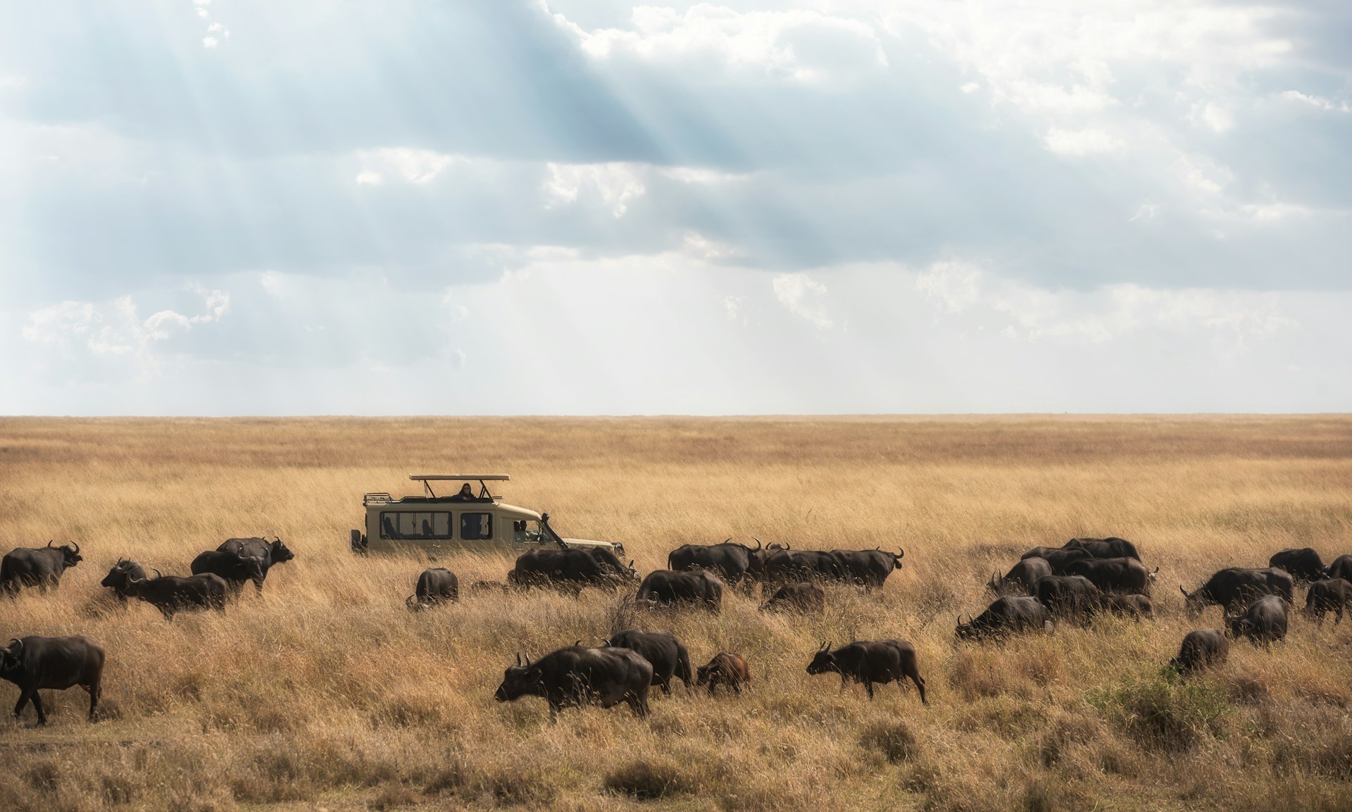 Photo from 6 Days Tanzania Safari to Lake Manyara, Serengeti & Ngorongoro Crater safari tour