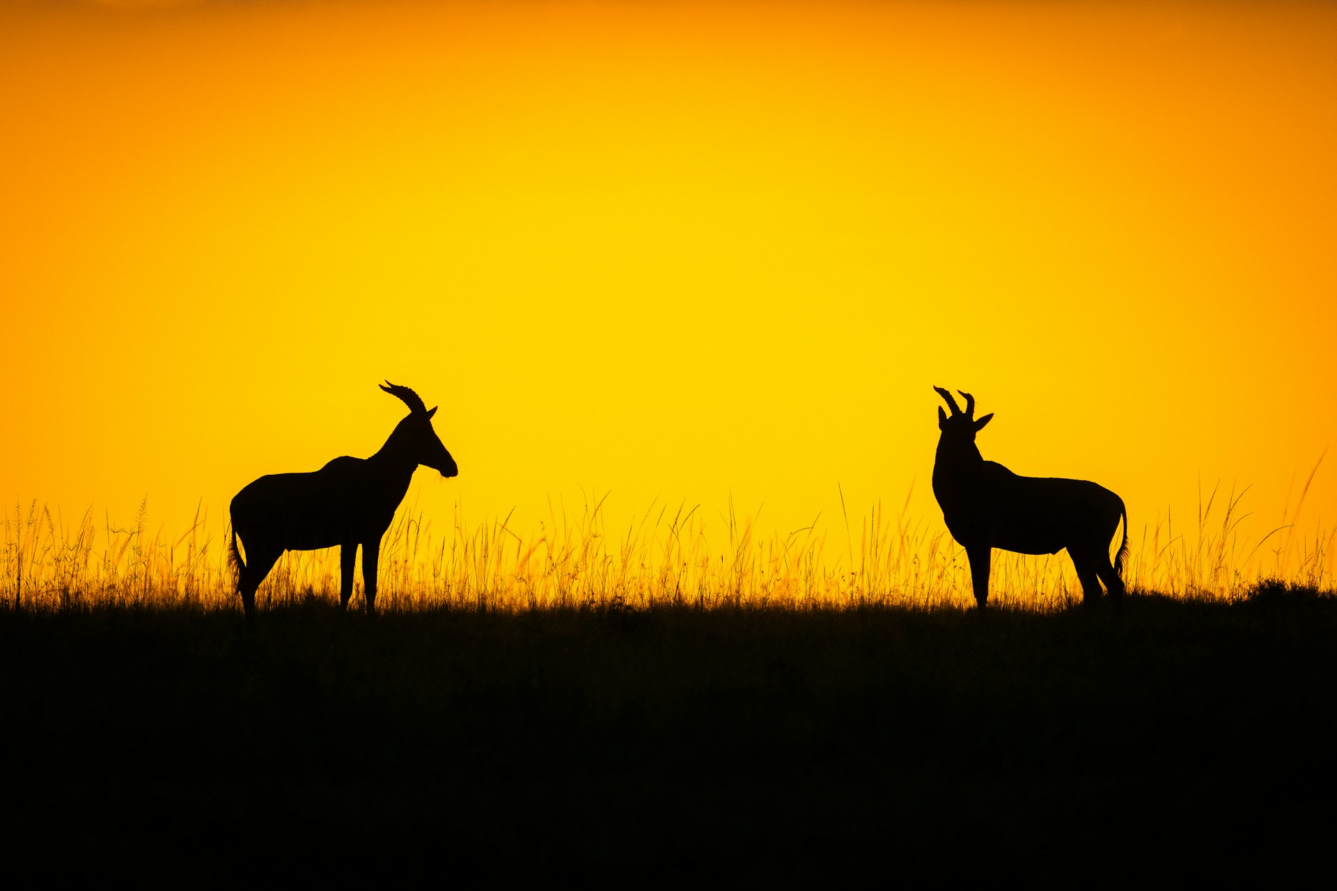 8-Day Kenya Safari - Amboseli, Lake Nakuru, Masai Mara & Lake Naivasha