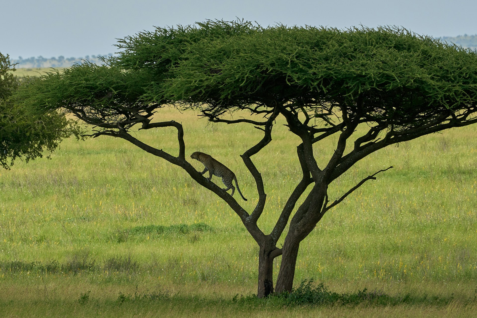 Photo from 13 Days Safari Tanzania and Zanzibar safari tour