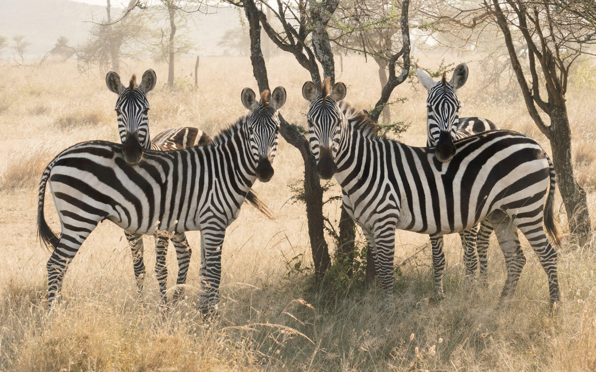 Photo from 13 Days Safari Tanzania and Zanzibar safari tour