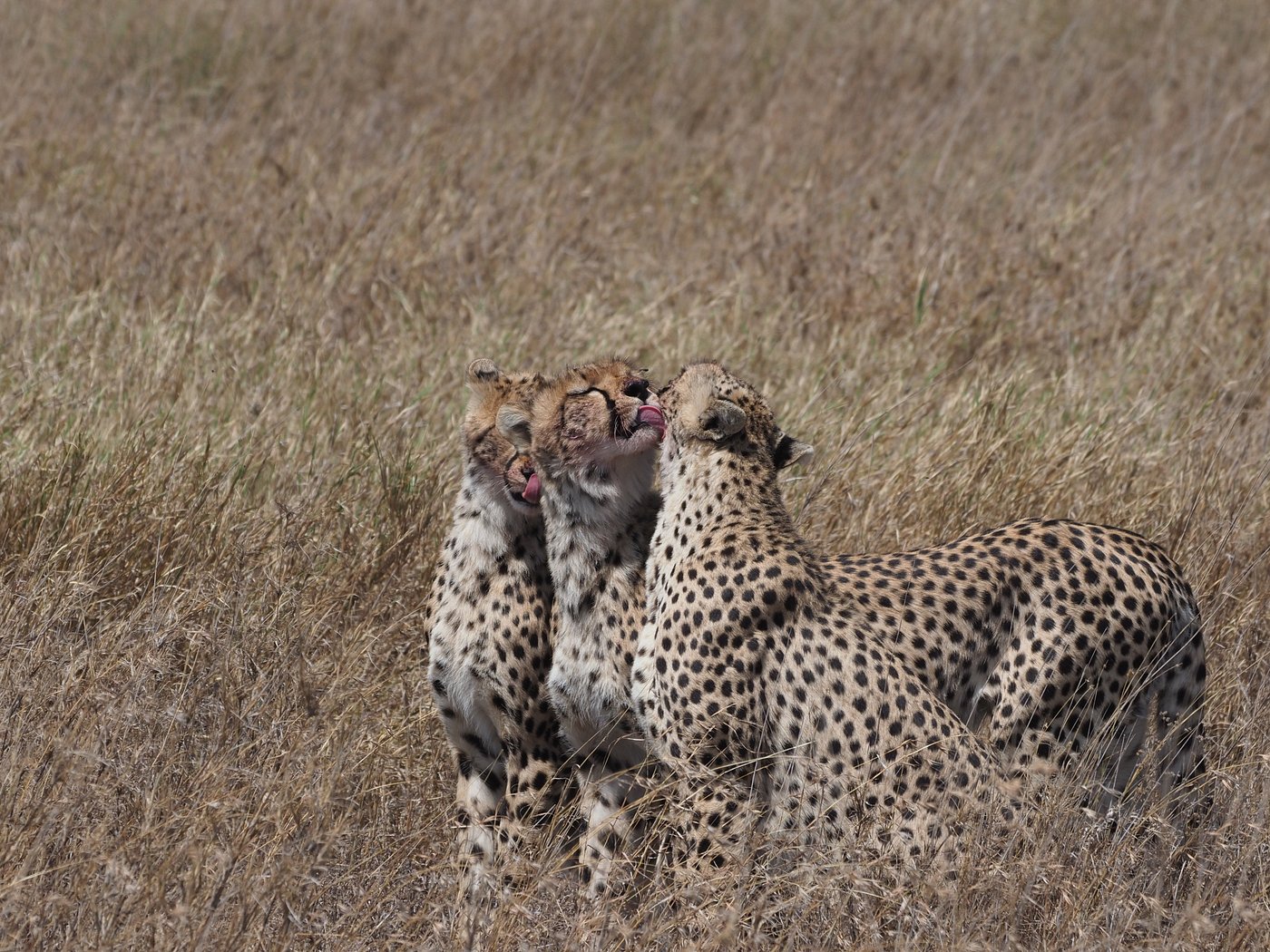 10 Days Safari Tanzania Safari & Cultural Experience