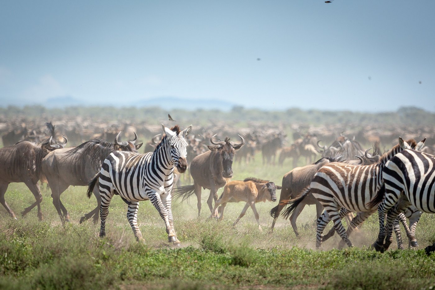 16 Days Safari Tanzania