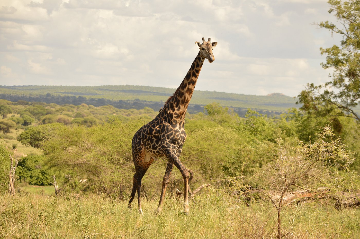Photo from 7-Day Best of Tanzania & Zanzibar From the Bush to the Beach safari tour