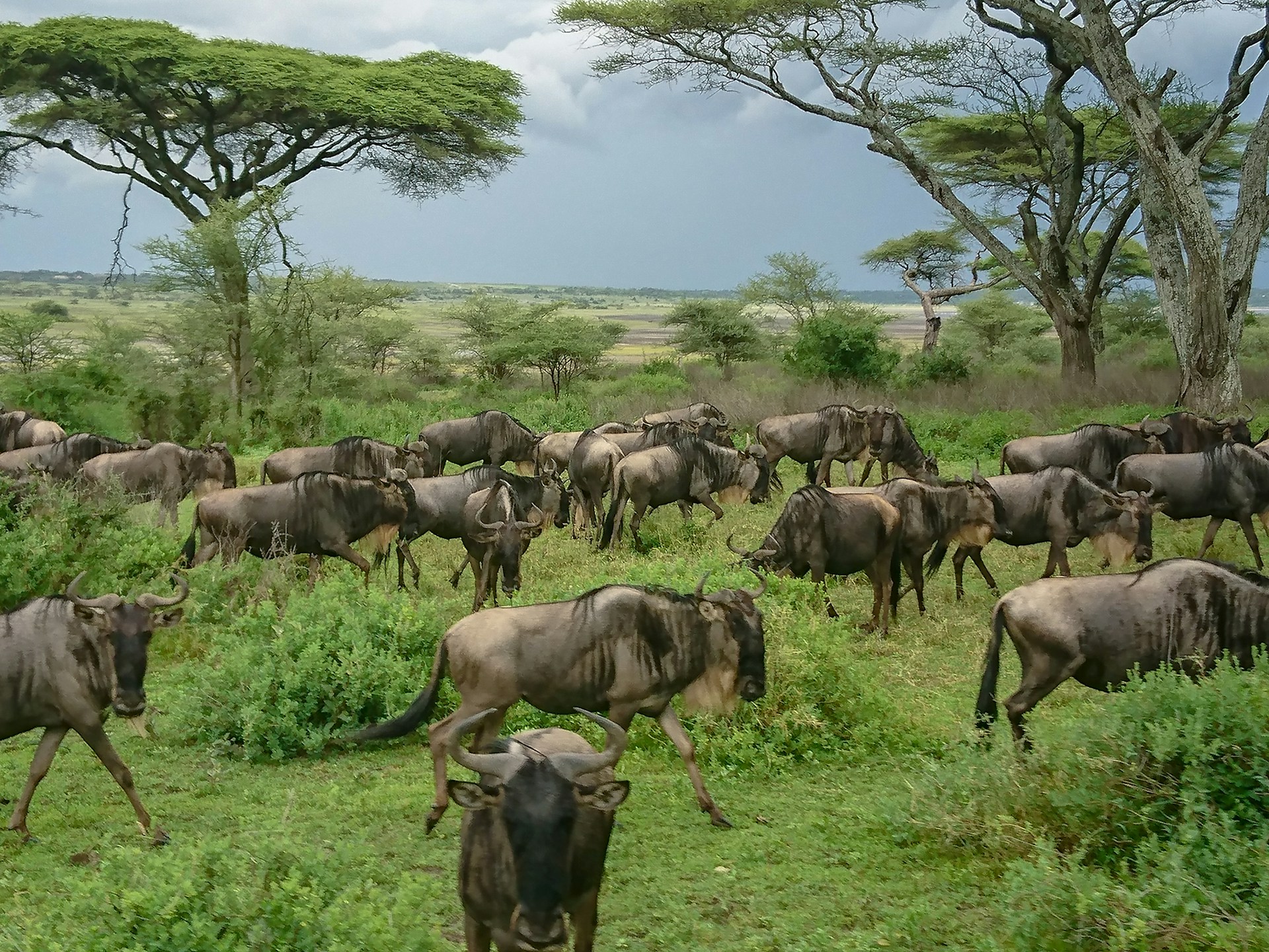 Photo from 7-Day Best of Tanzania & Zanzibar From the Bush to the Beach safari tour