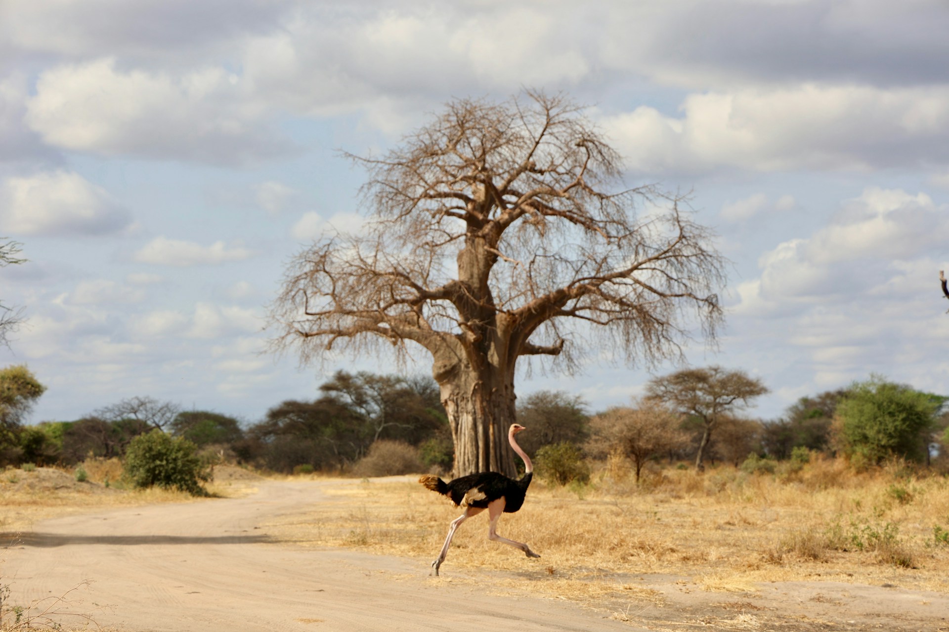 Photo from 7-Day Best of Tanzania & Zanzibar From the Bush to the Beach safari tour