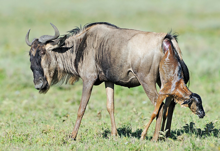 15 Days of Safari Adventure in Tanzania: Where the Calving Season Comes Alive