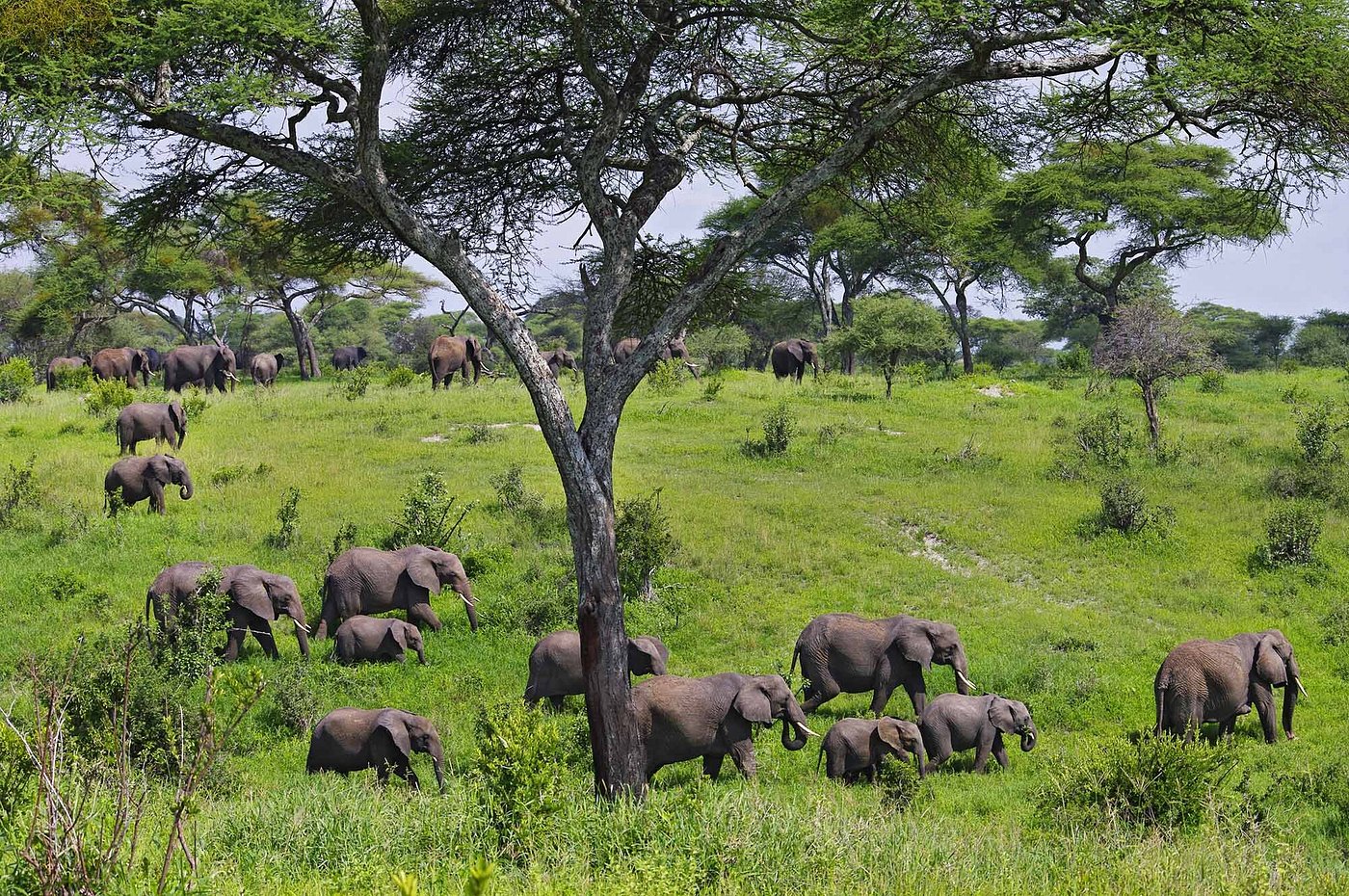 13-Day Tanzania Safari & Zanzibar Escape - Wilderness, Wonder & White Sands