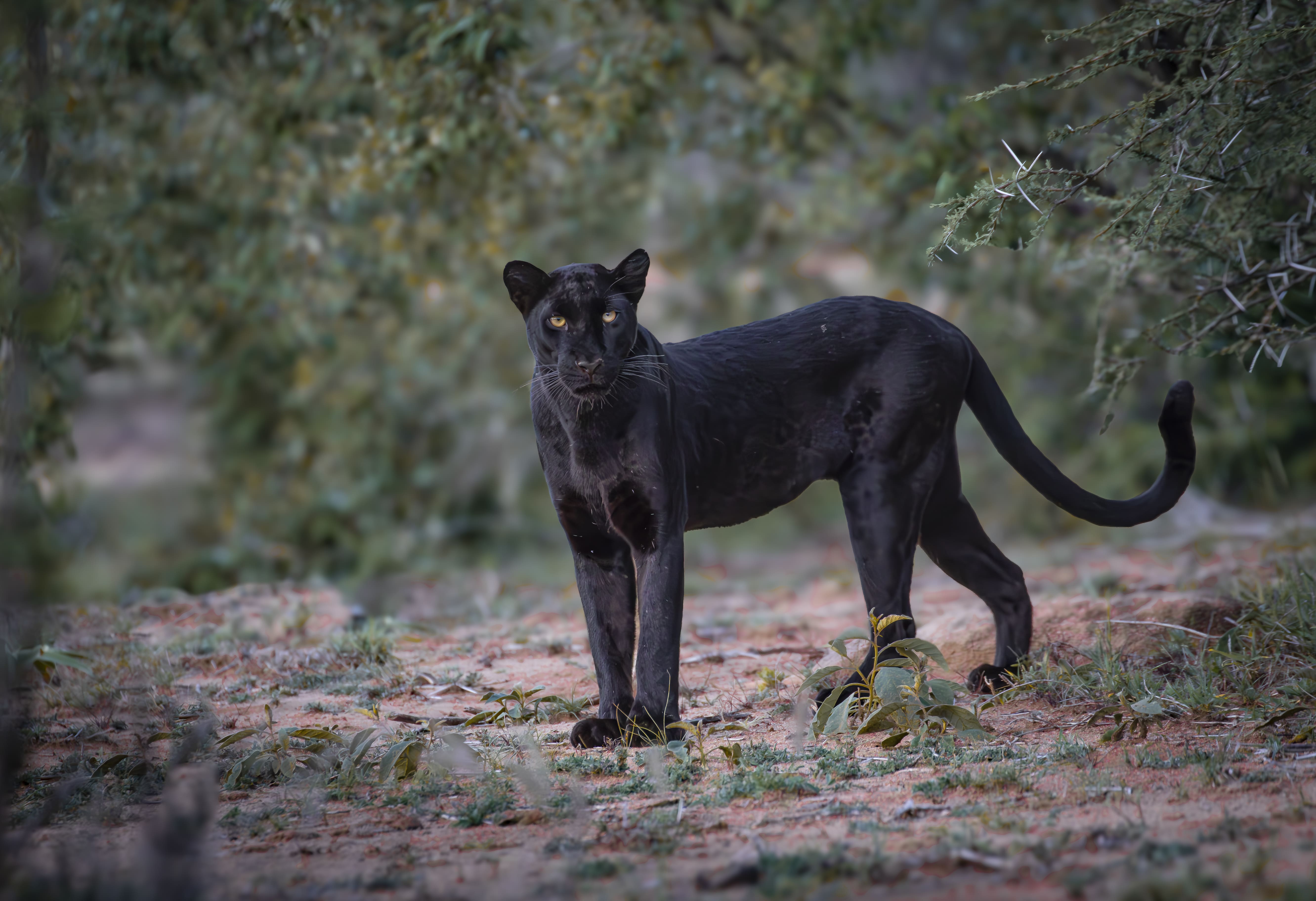 Black Leopard Safari in Kenya – 6 Day Laikipia Wildlife Adventure