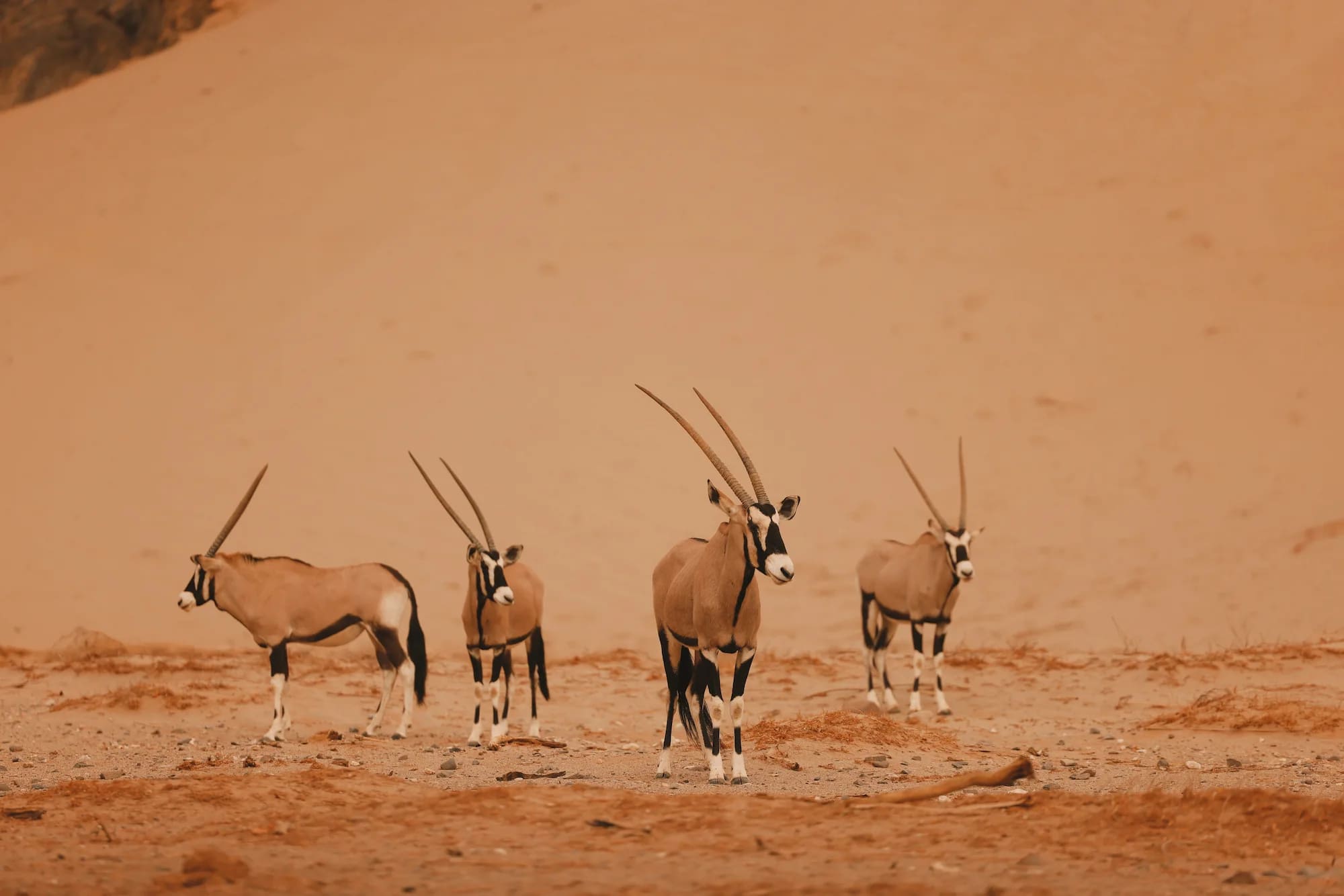 13 Days Namibia Safari: Namib-Naukluft, Deadvlei, Sandwich Harbour, Skeleton Coast, Grootberg Plateau, Etosha