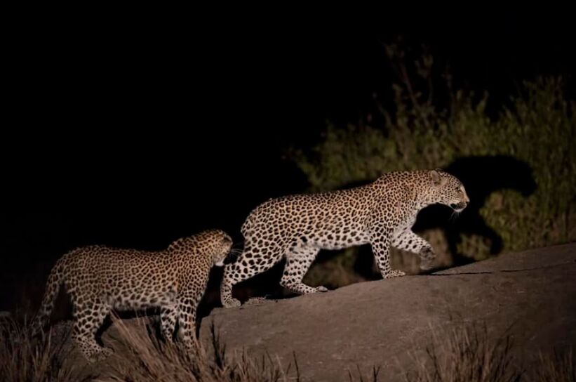 3 Days Classic Kruger Big 5 Safari