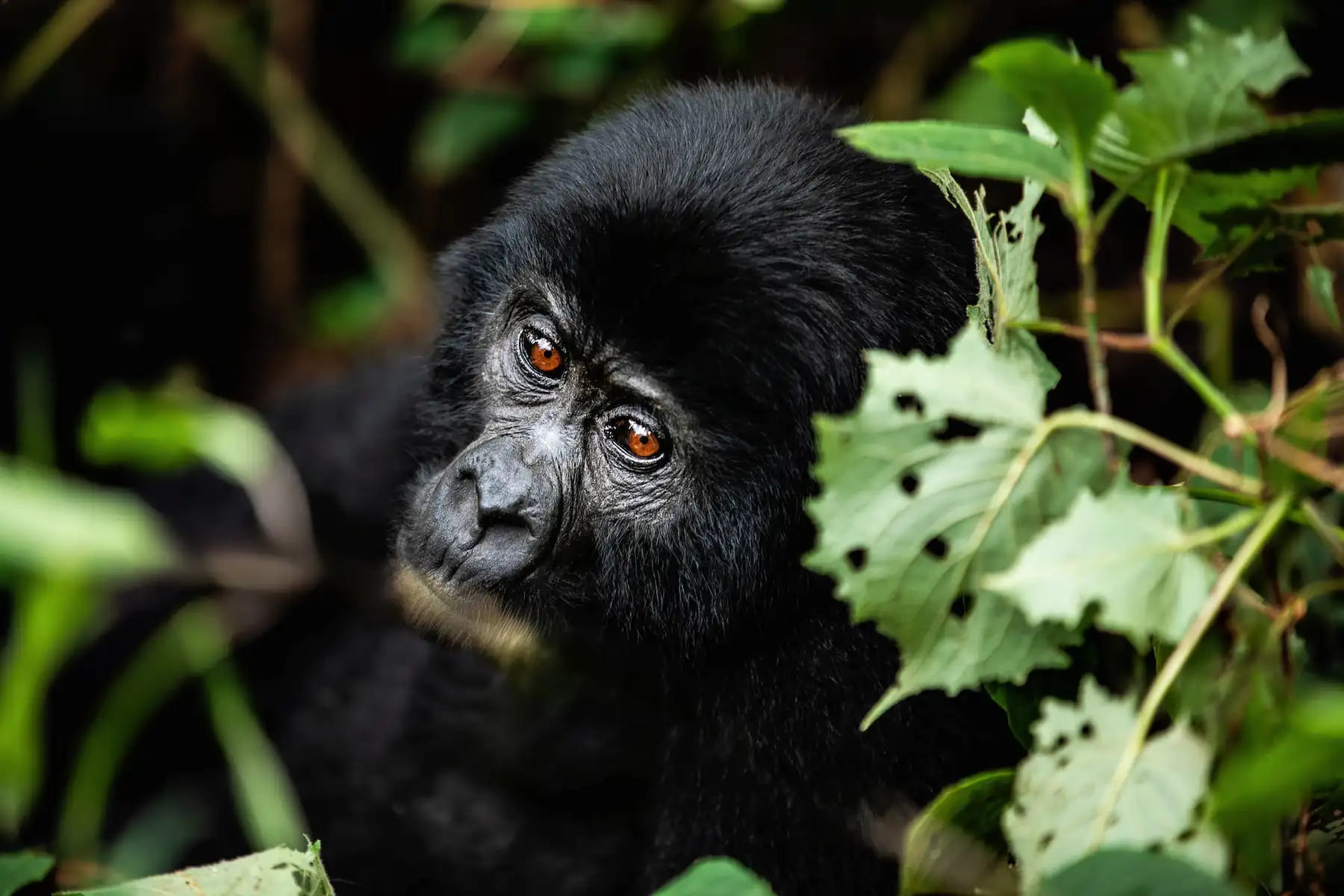 11-Day Uganda Safari: Gorillas, Chimpanzees & Wildlife Adventure