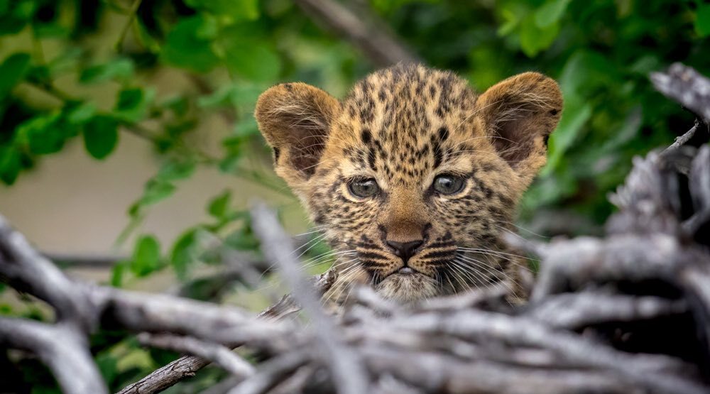 5-Day Classis Kruger Big 5 Journey