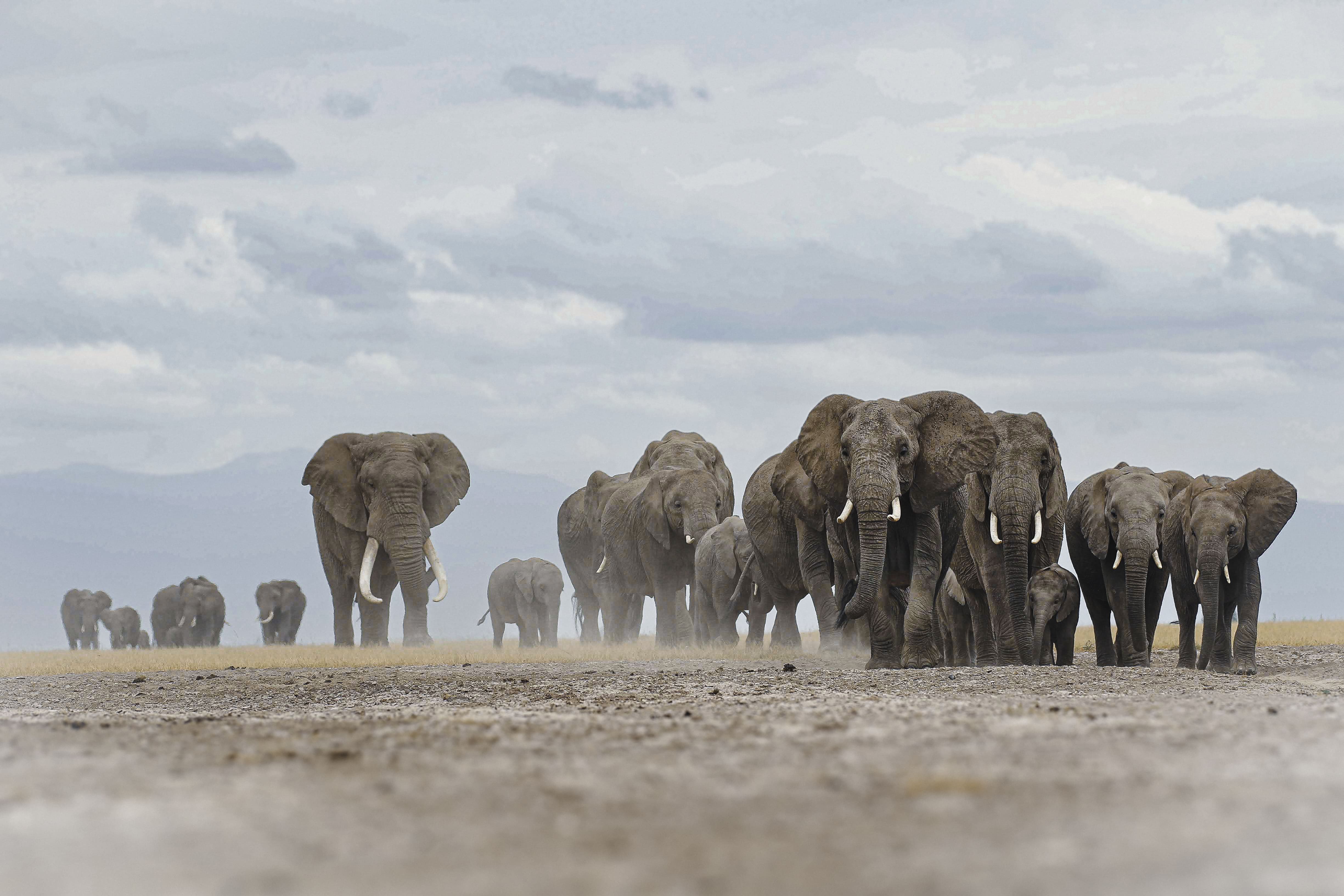 12-Day Kenya Safari: Amboseli, Tsavo & Lumo Conservancy