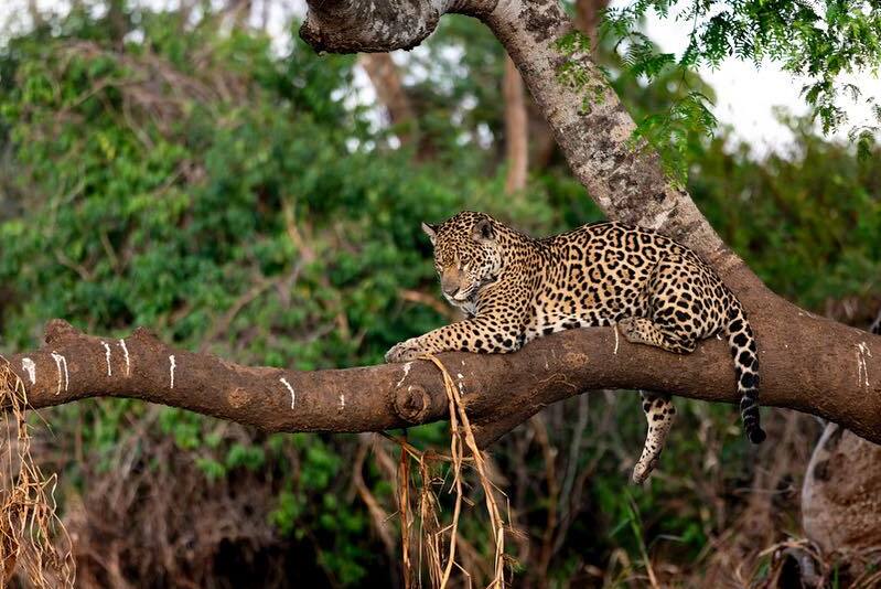 Pantanal Jaguar Photo Tour, Brazil – 10 Day Wildlife Photography Safari
