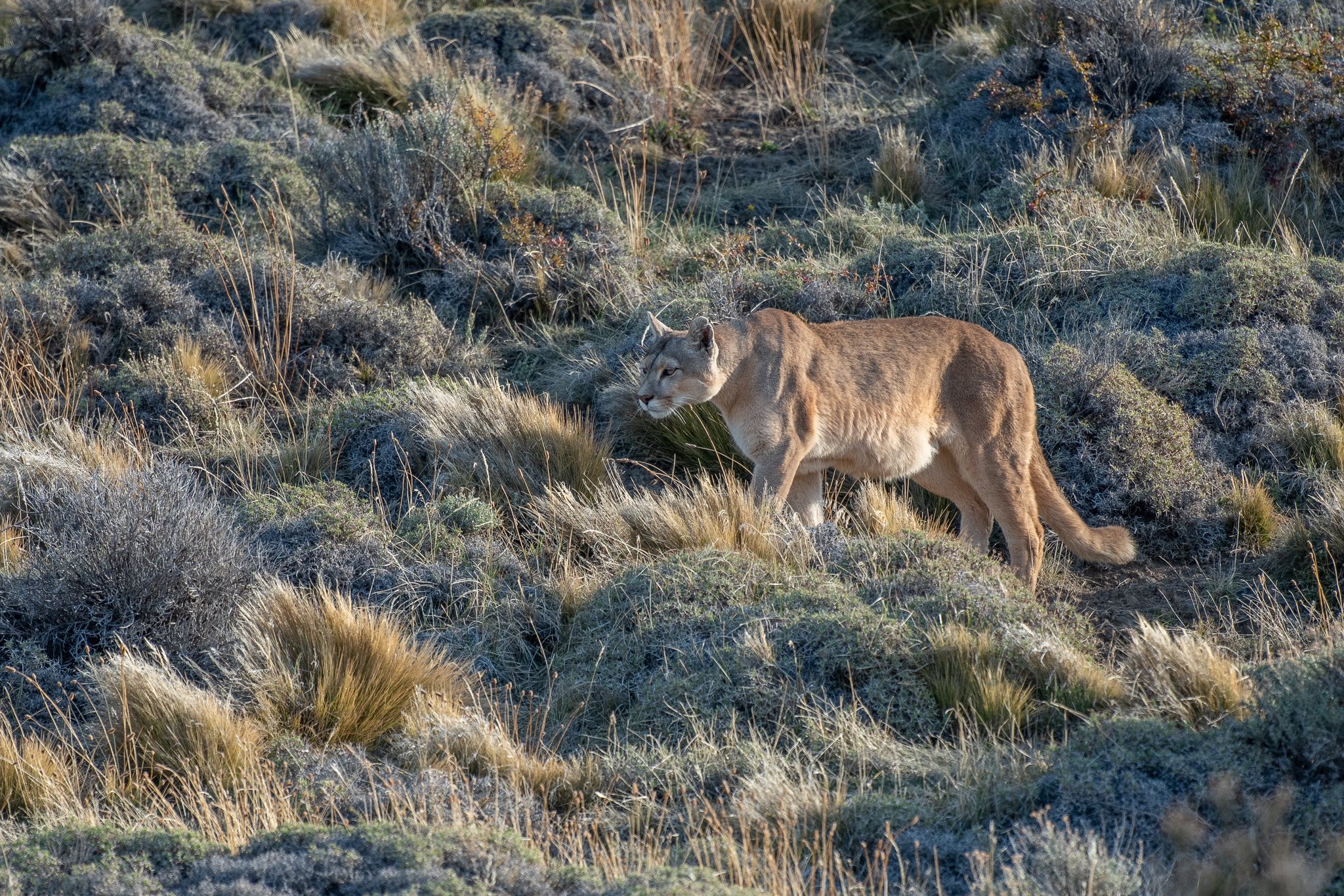 Patagonia Puma Tracking & Photography Tour - Torres del Paine, Chile