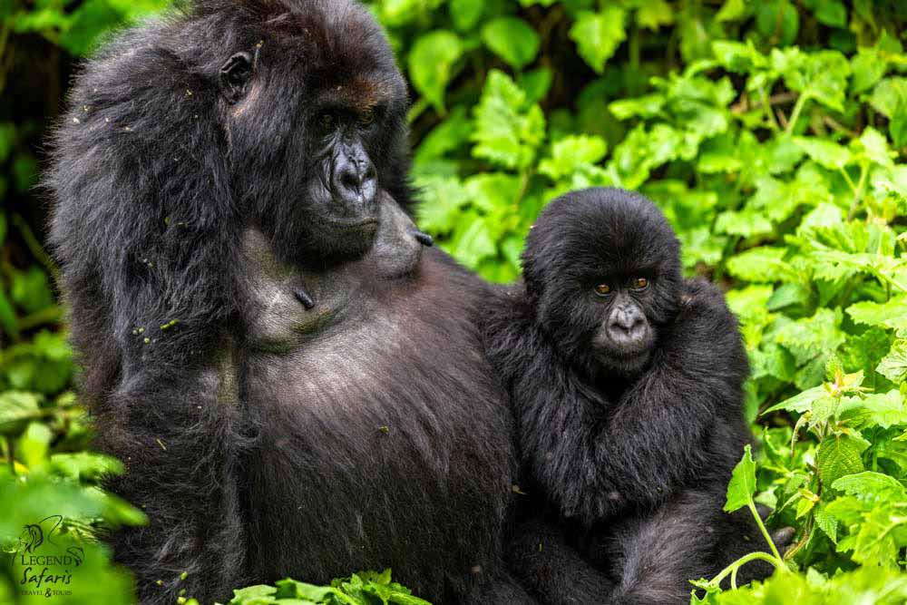 9-Day Rwanda Primate Safari: Gorilla & Chimpanzee Trekking