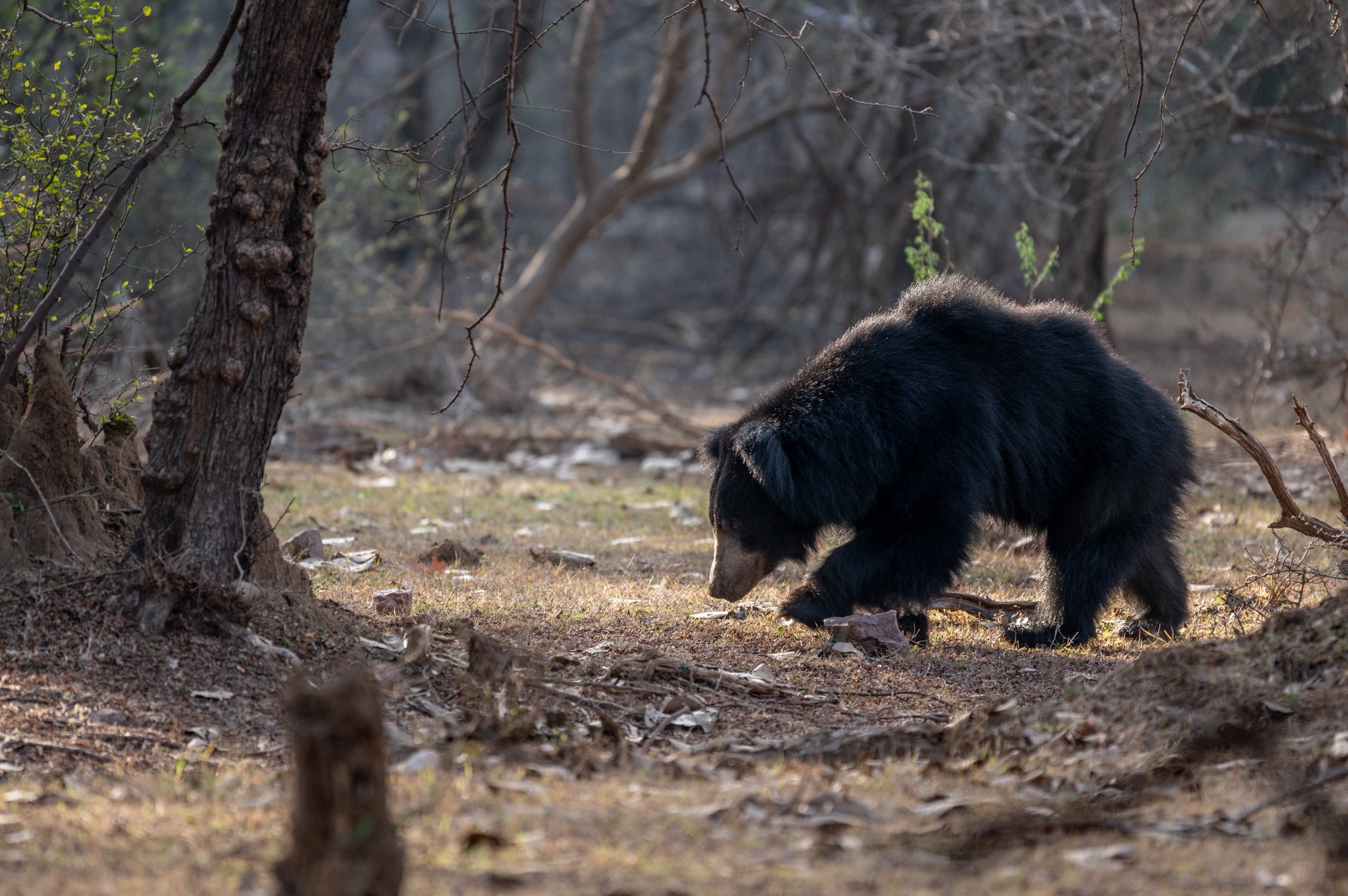 Photo from Ranthambore Tiger Safari (7 Days) – India Wildlife Tour from Jaipur safari tour