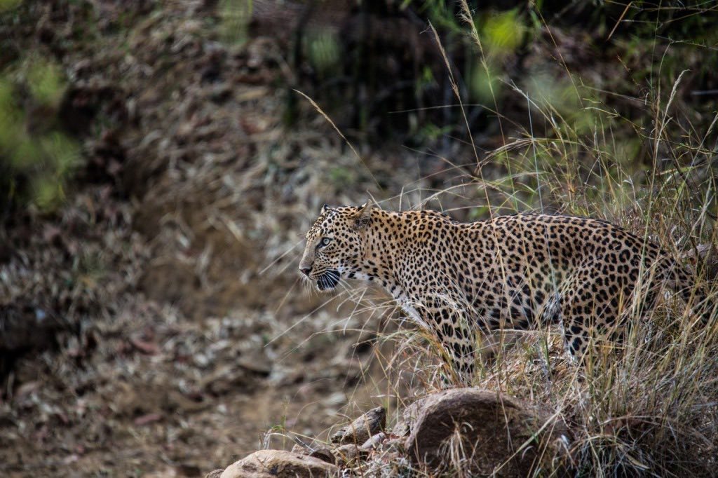 Photo from Ranthambore Tiger Safari (7 Days) – India Wildlife Tour from Jaipur safari tour