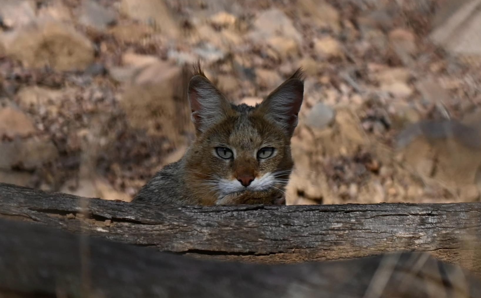 Photo from Ranthambore Tiger Safari (7 Days) – India Wildlife Tour from Jaipur safari tour