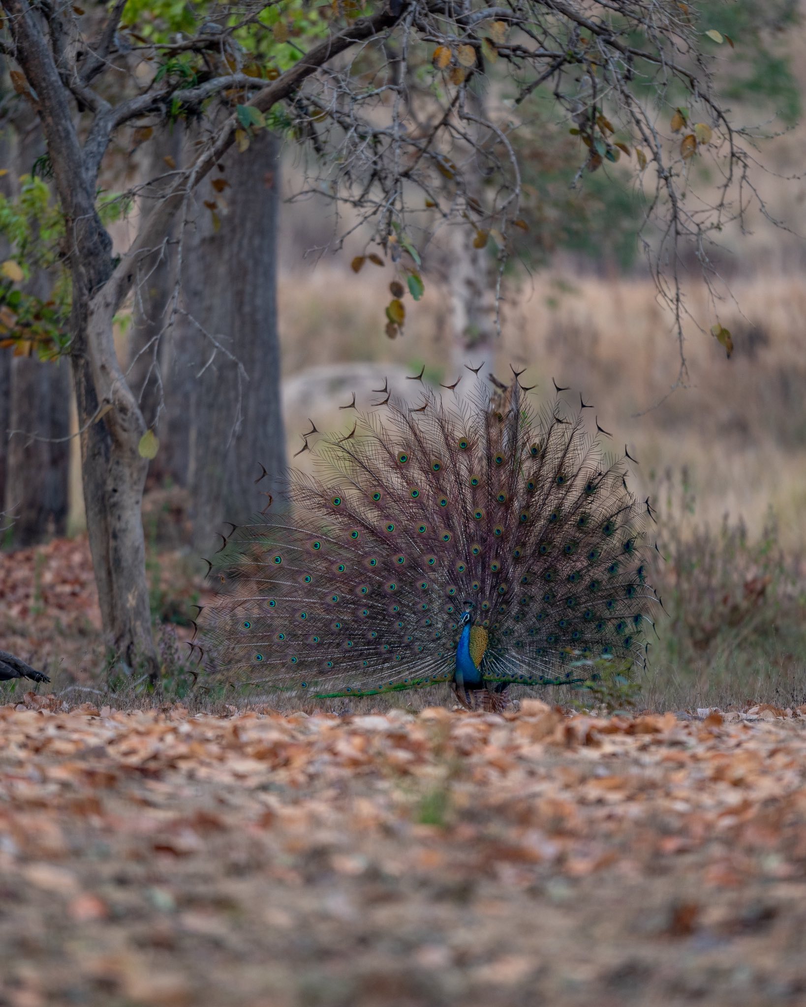 Photo from Ranthambore Tiger Safari (7 Days) – India Wildlife Tour from Jaipur safari tour