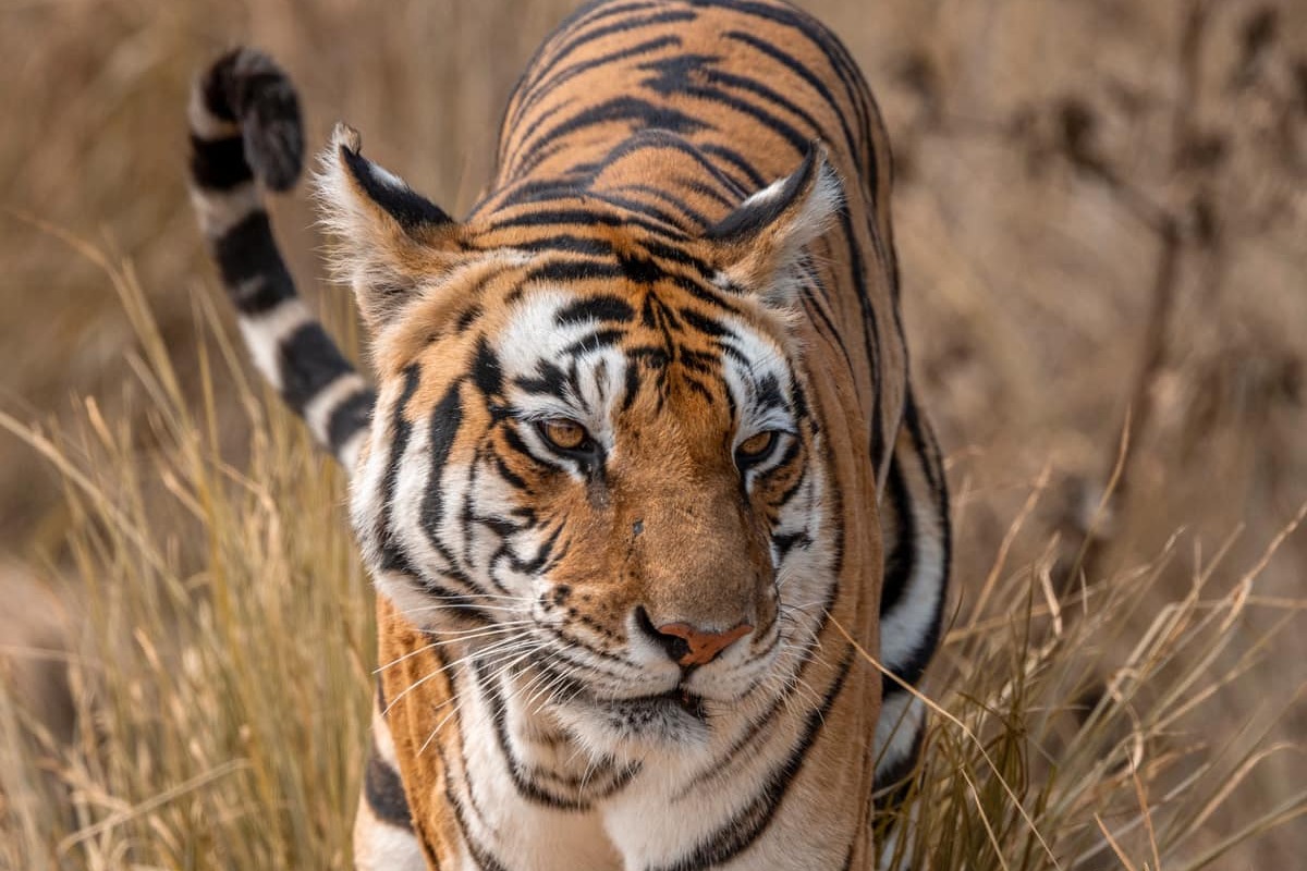 Photo from Ranthambore Tiger Safari (7 Days) – India Wildlife Tour from Jaipur safari tour