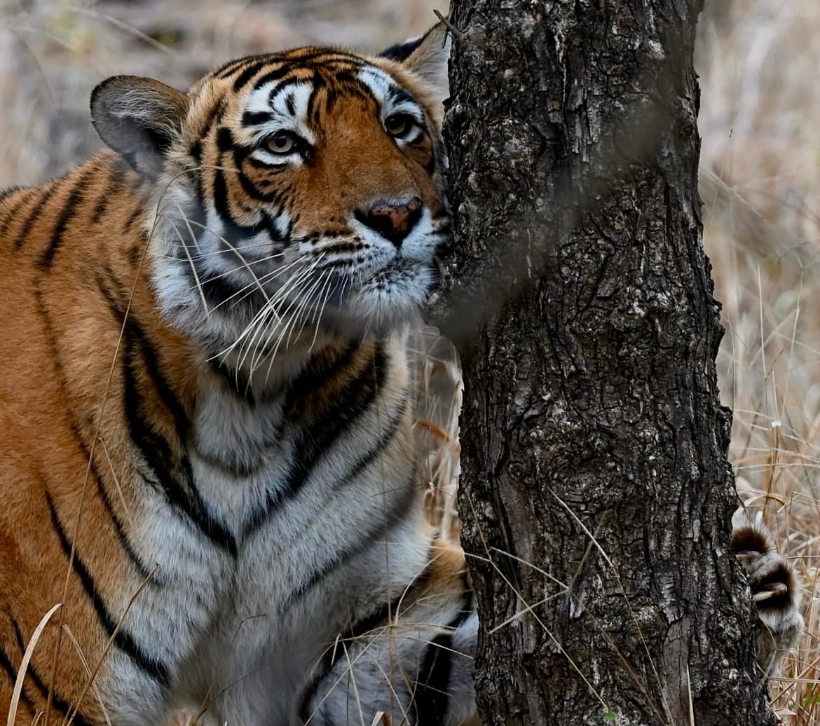 Photo from Ranthambore Tiger Safari (7 Days) – India Wildlife Tour from Jaipur safari tour