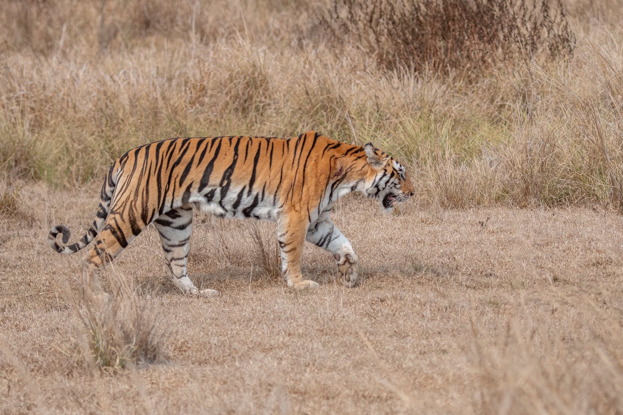 Photo from Ranthambore Tiger Safari (7 Days) – India Wildlife Tour from Jaipur safari tour