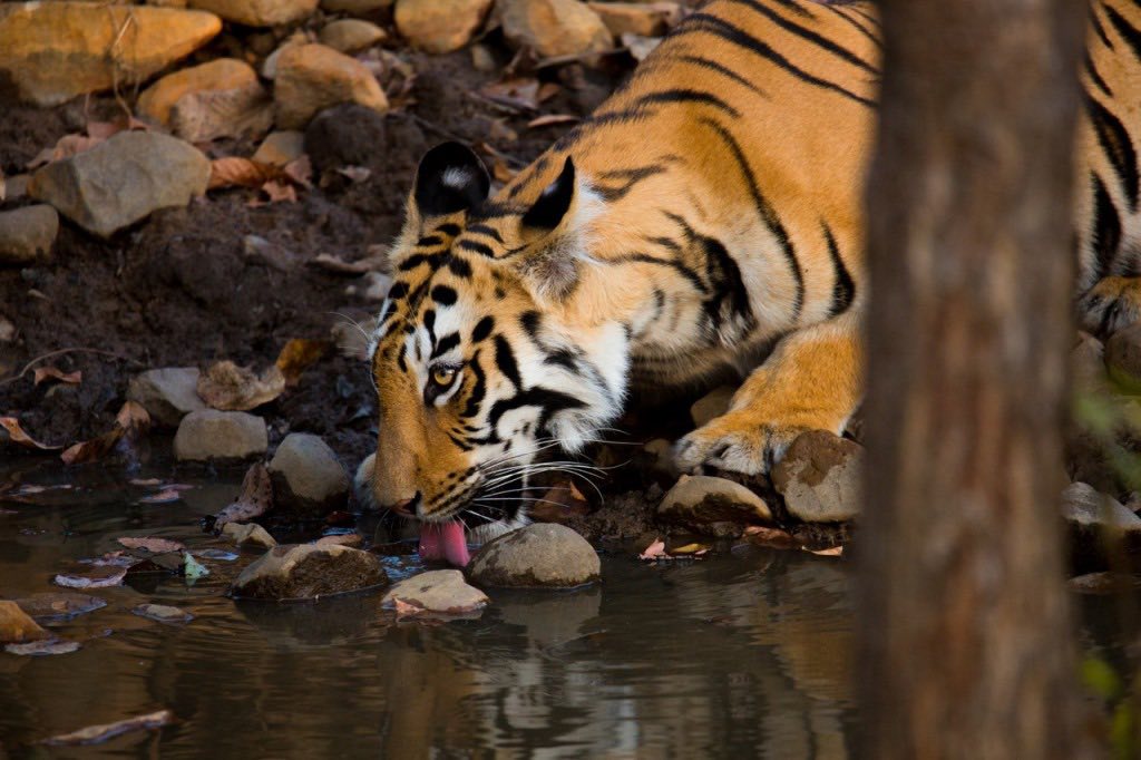Photo from Ranthambore Tiger Safari (7 Days) – India Wildlife Tour from Jaipur safari tour
