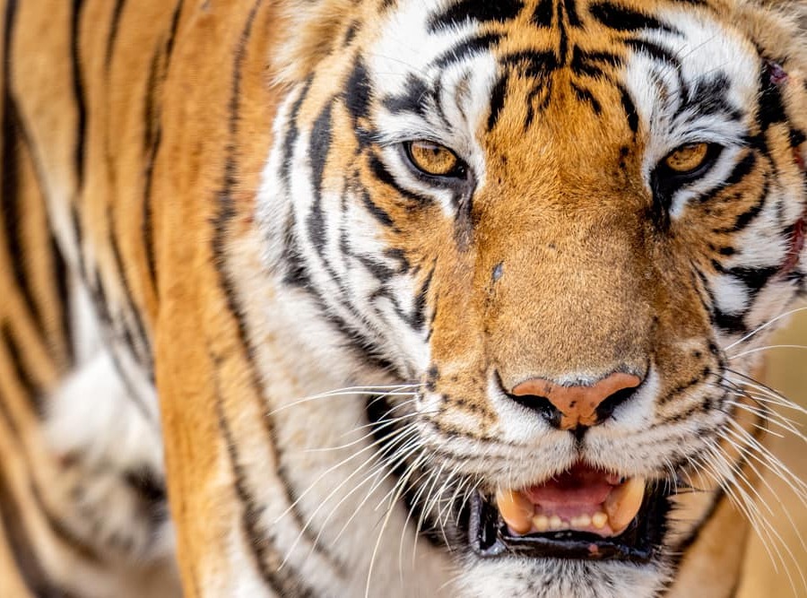 Photo from Ranthambore Tiger Safari (7 Days) – India Wildlife Tour from Jaipur safari tour