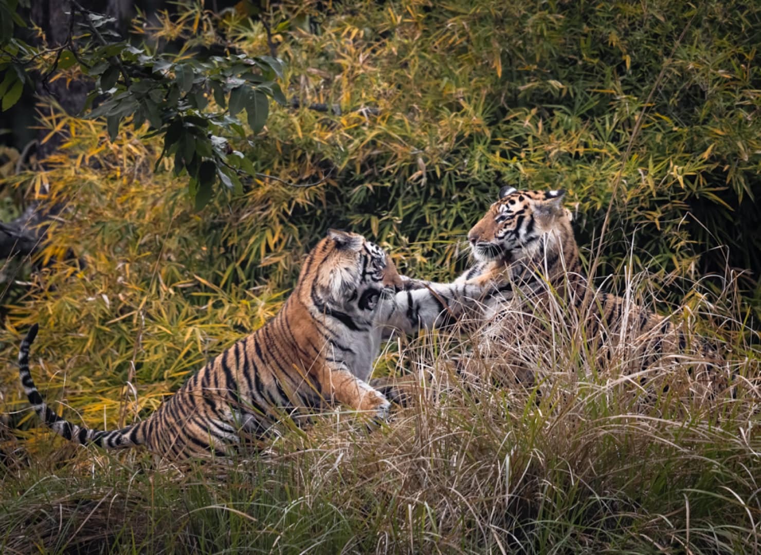 Photo from Ranthambore Tiger Safari (7 Days) – India Wildlife Tour from Jaipur safari tour