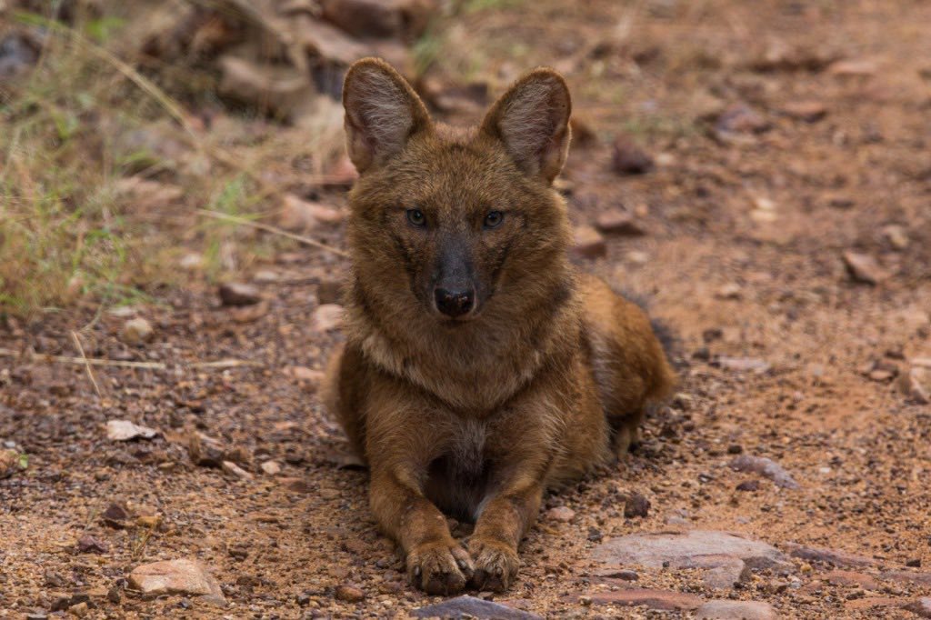 Photo from Bandhavgarh & Kanha Tiger Safari (7 Days) – India Wildlife & Photography Tour safari tour