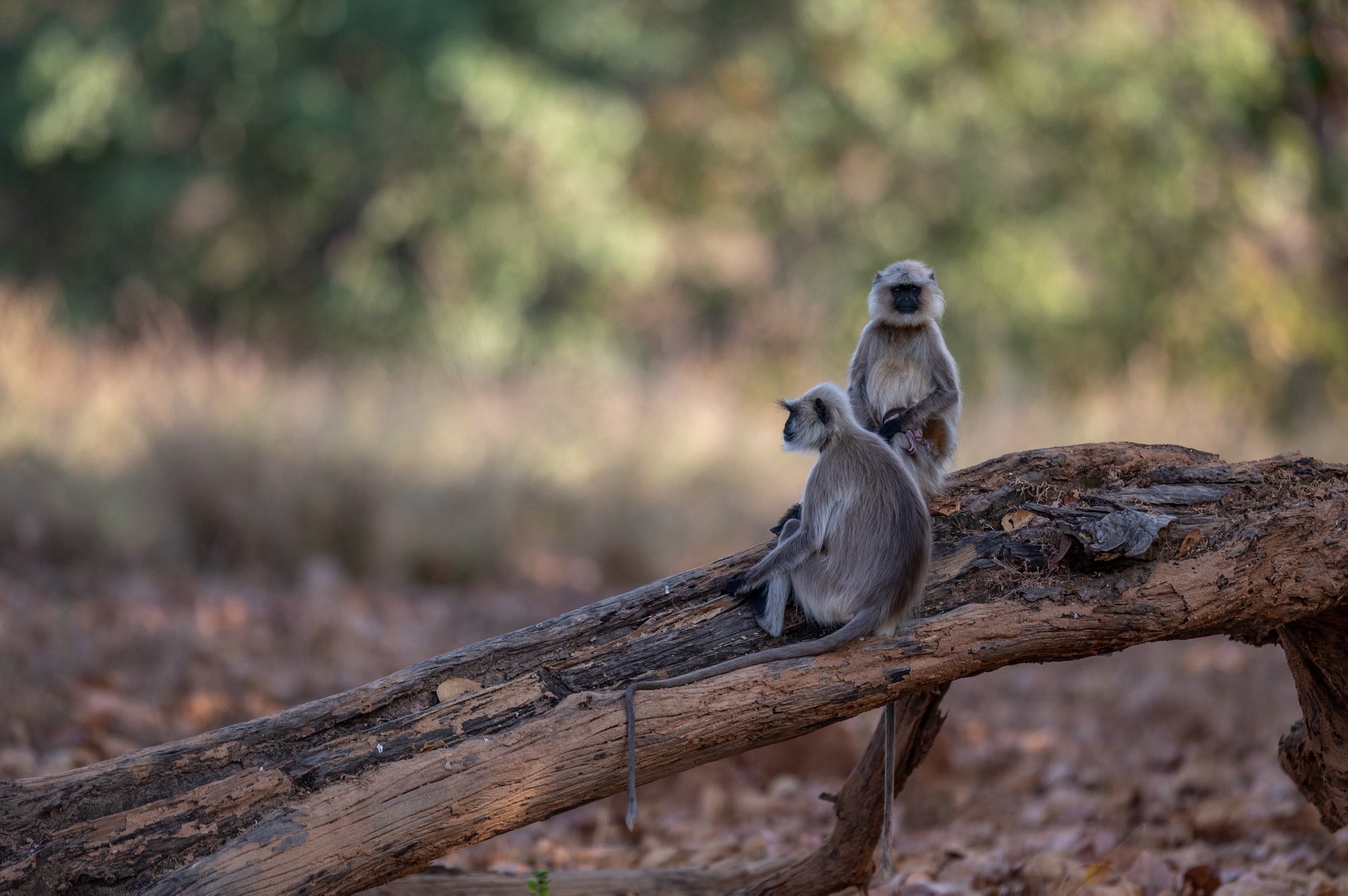 Photo from Bandhavgarh & Kanha Tiger Safari (7 Days) – India Wildlife & Photography Tour safari tour