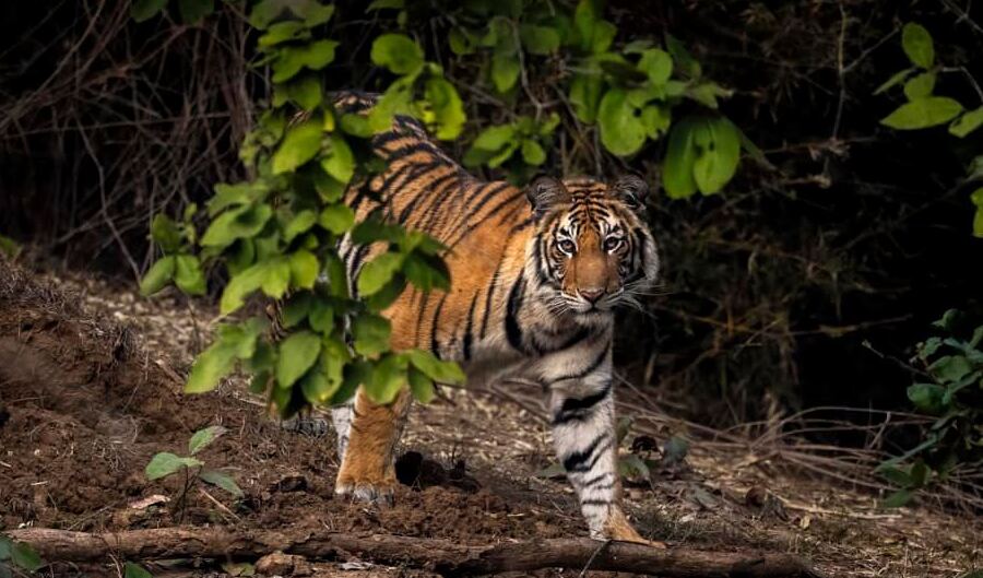 Photo from Bandhavgarh & Kanha Tiger Safari (7 Days) – India Wildlife & Photography Tour safari tour