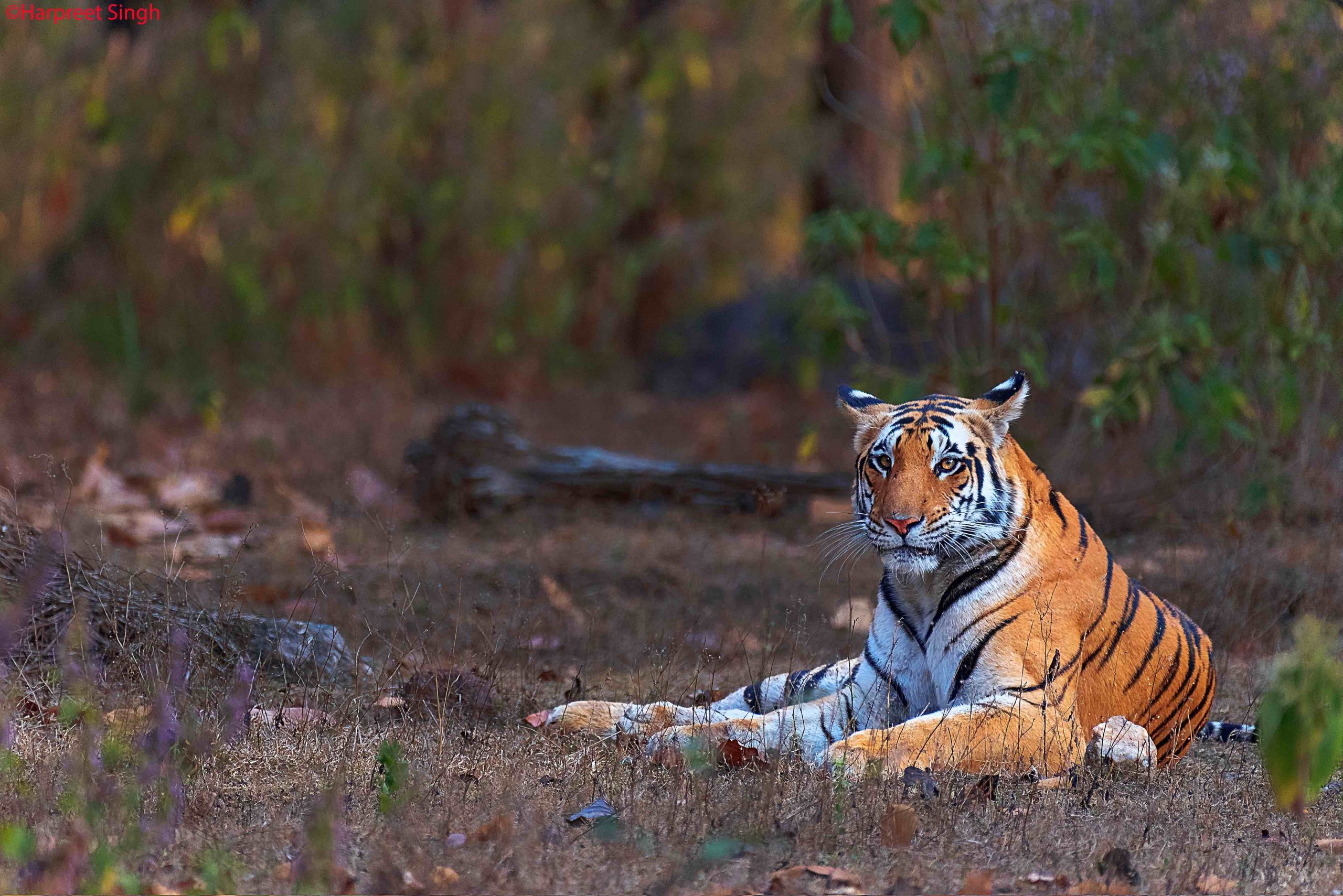 Photo from Bandhavgarh & Kanha Tiger Safari (7 Days) – India Wildlife & Photography Tour safari tour