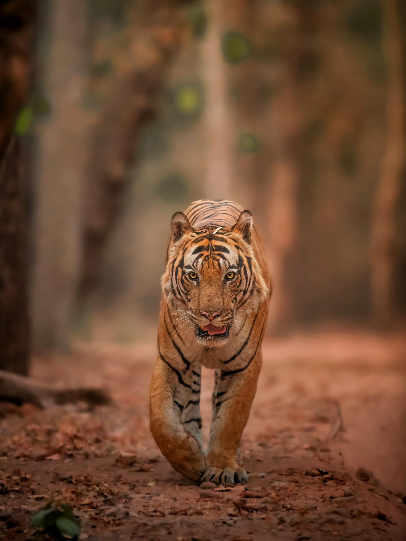 Bandhavgarh & Kanha Tiger Safari (7 Days) – India Wildlife & Photography Tour