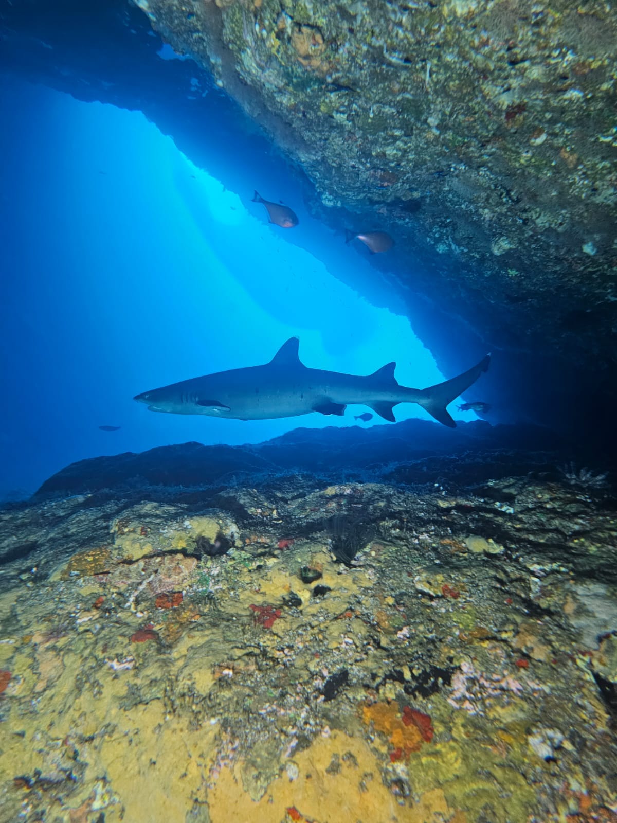 9-Day Bali Diving Safari with Manta Rays, Sharks & Mola Mola