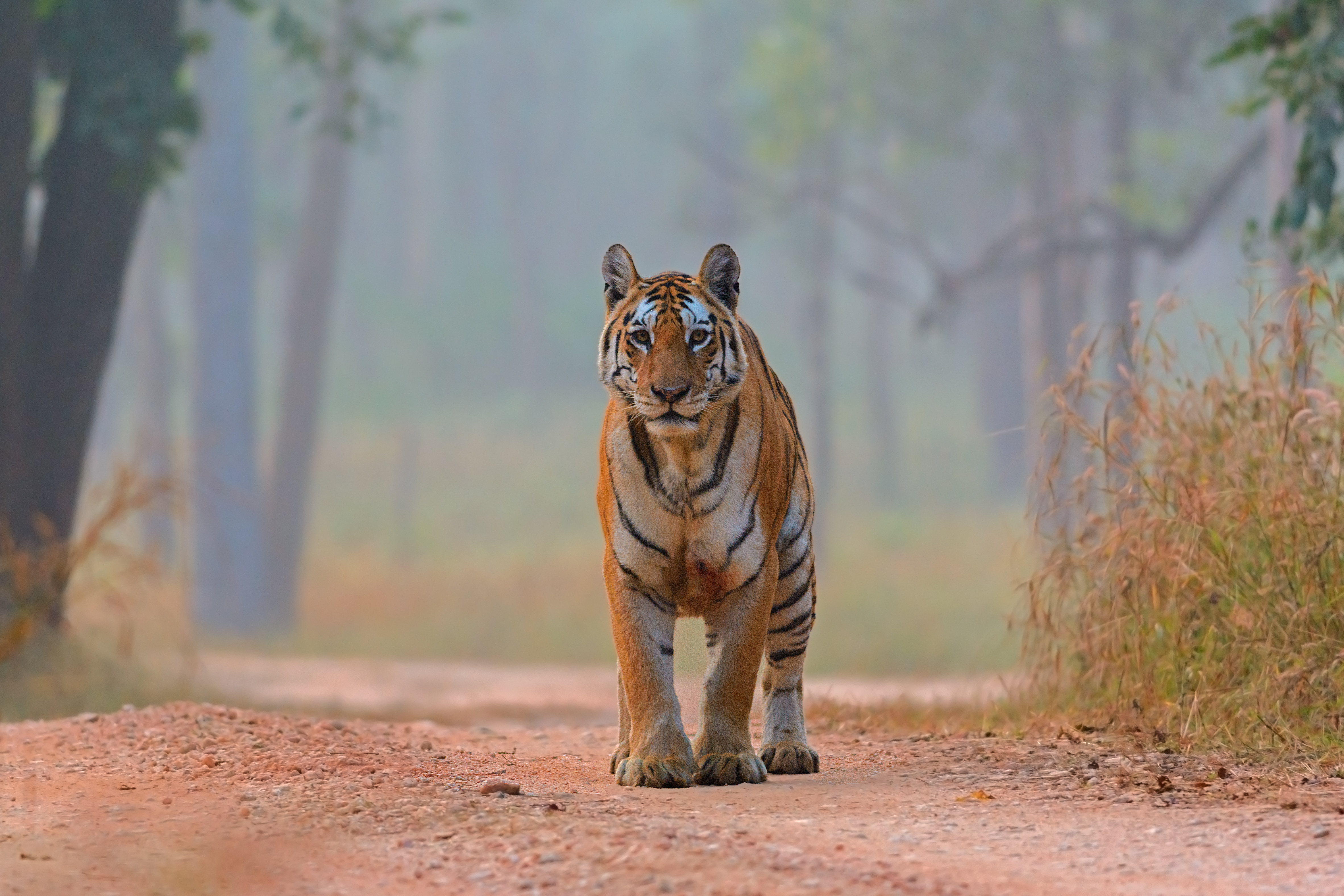 Photo from 11-Day Central India Tiger Safari: Kanha, Pench & Tadoba Wildlife Expedition safari tour