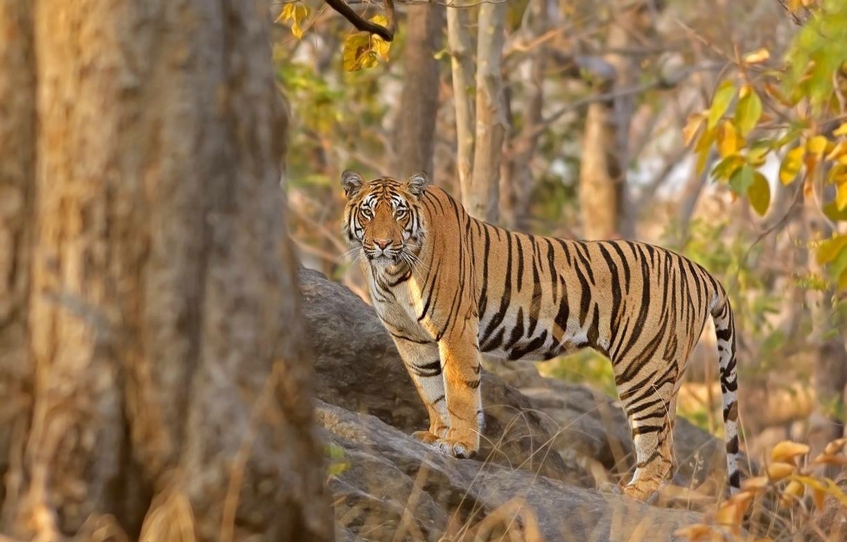 Big Cat Marathon: 8-Day Kanha & Pench Tiger Safari