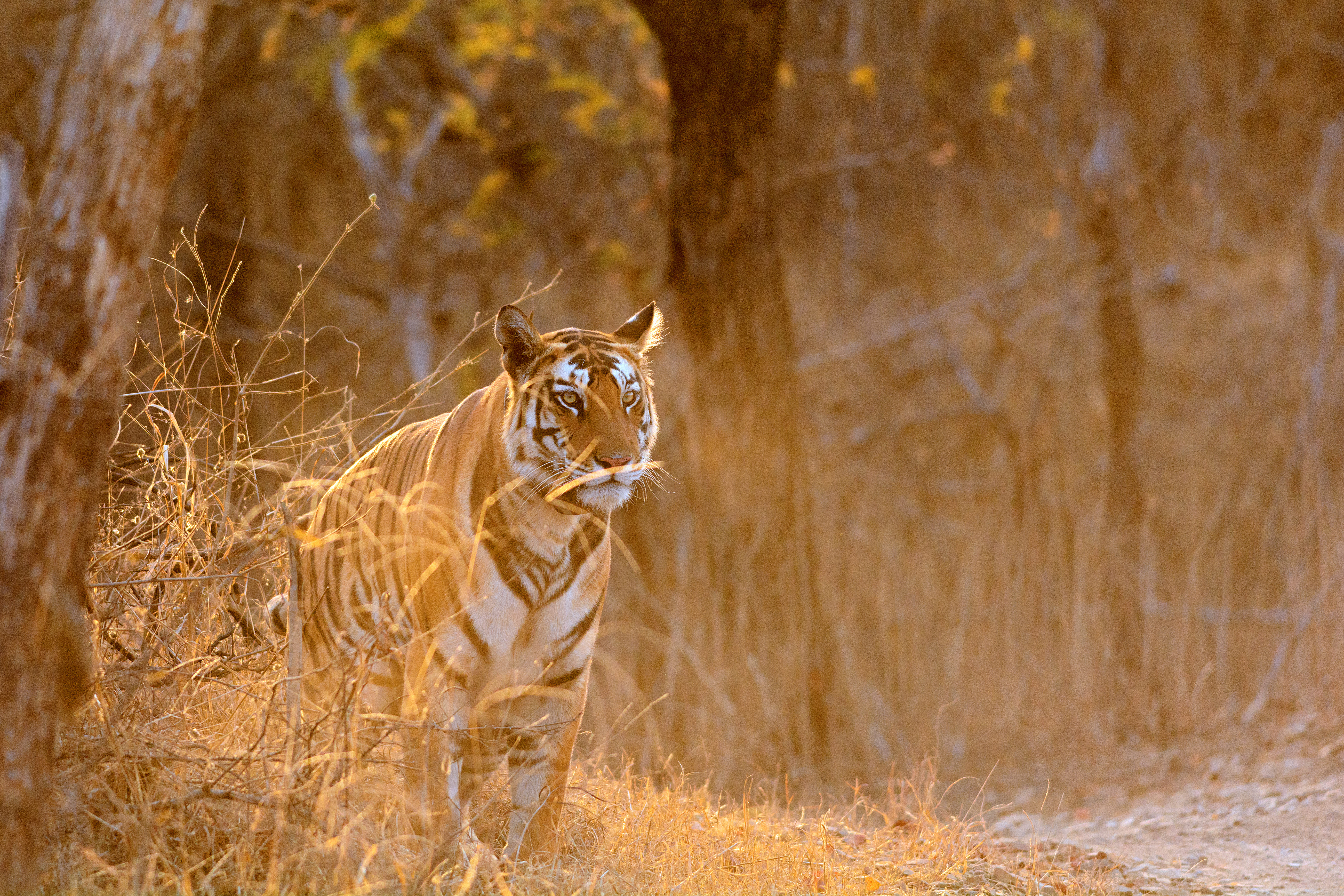 Photo from 15-Day India Wildlife Safari: Tigers, Rhinos & National Parks safari tour