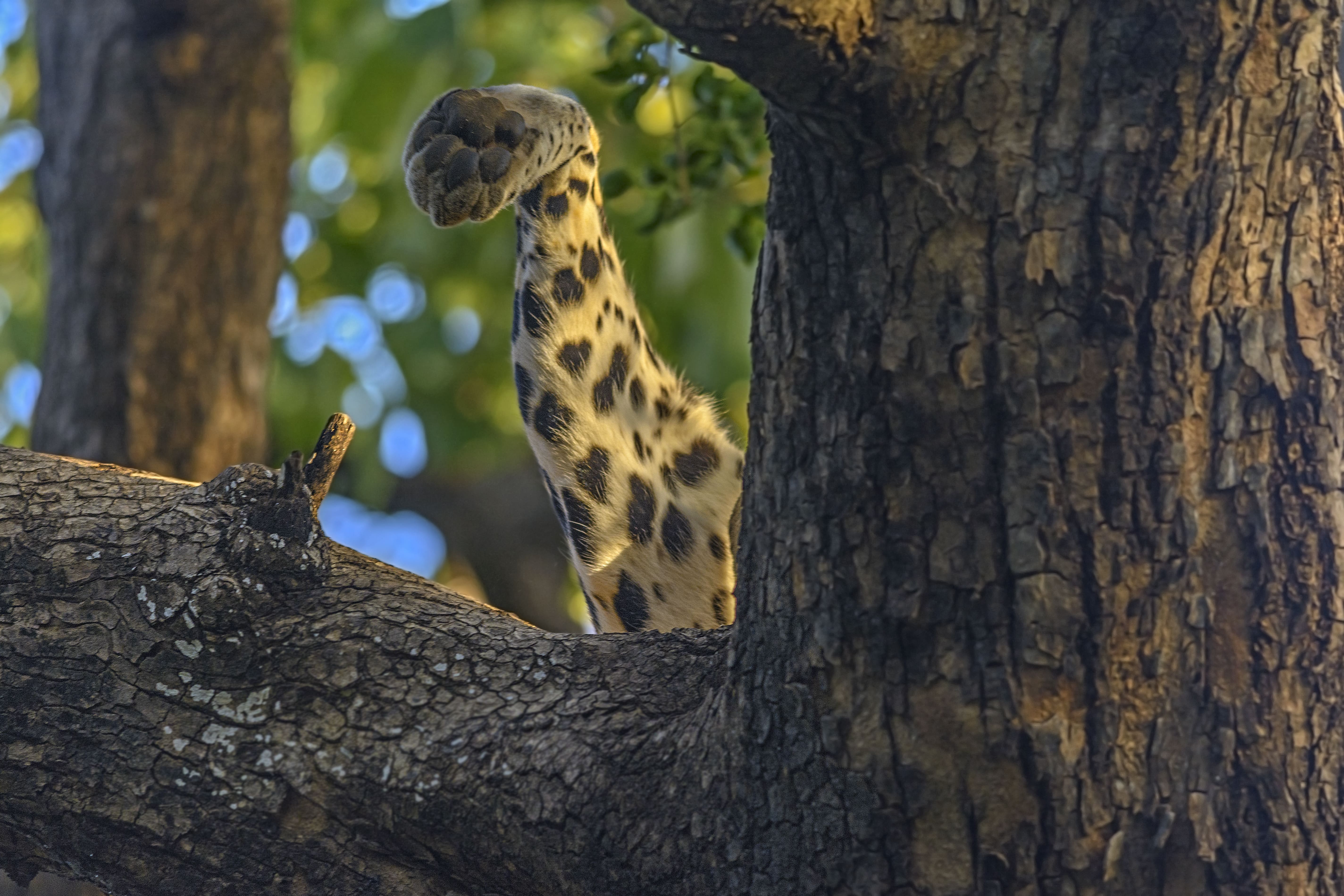 Photo from 15-Day India Wildlife Safari: Tigers, Rhinos & National Parks safari tour