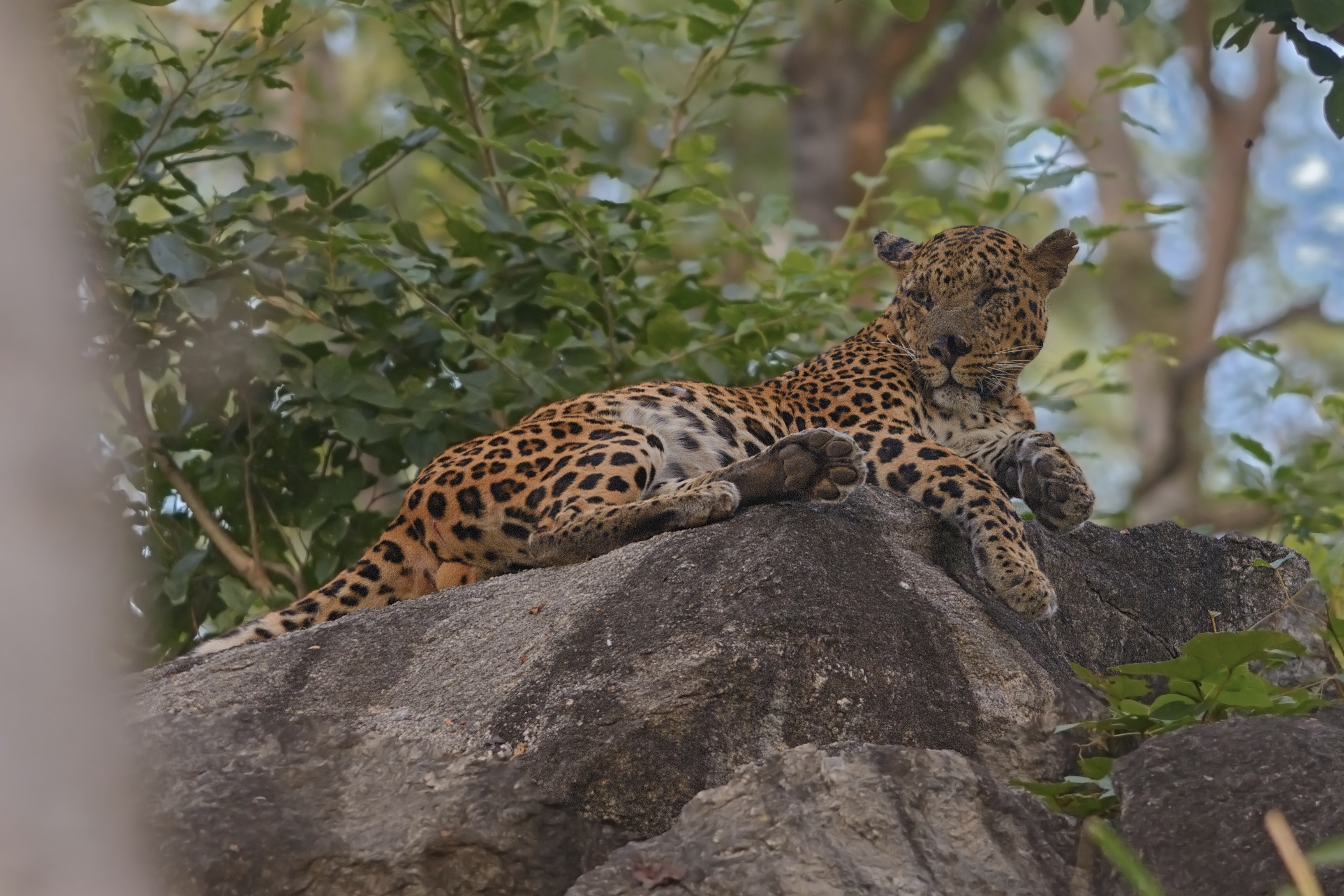 Photo from 15-Day India Wildlife Safari: Tigers, Rhinos & National Parks safari tour