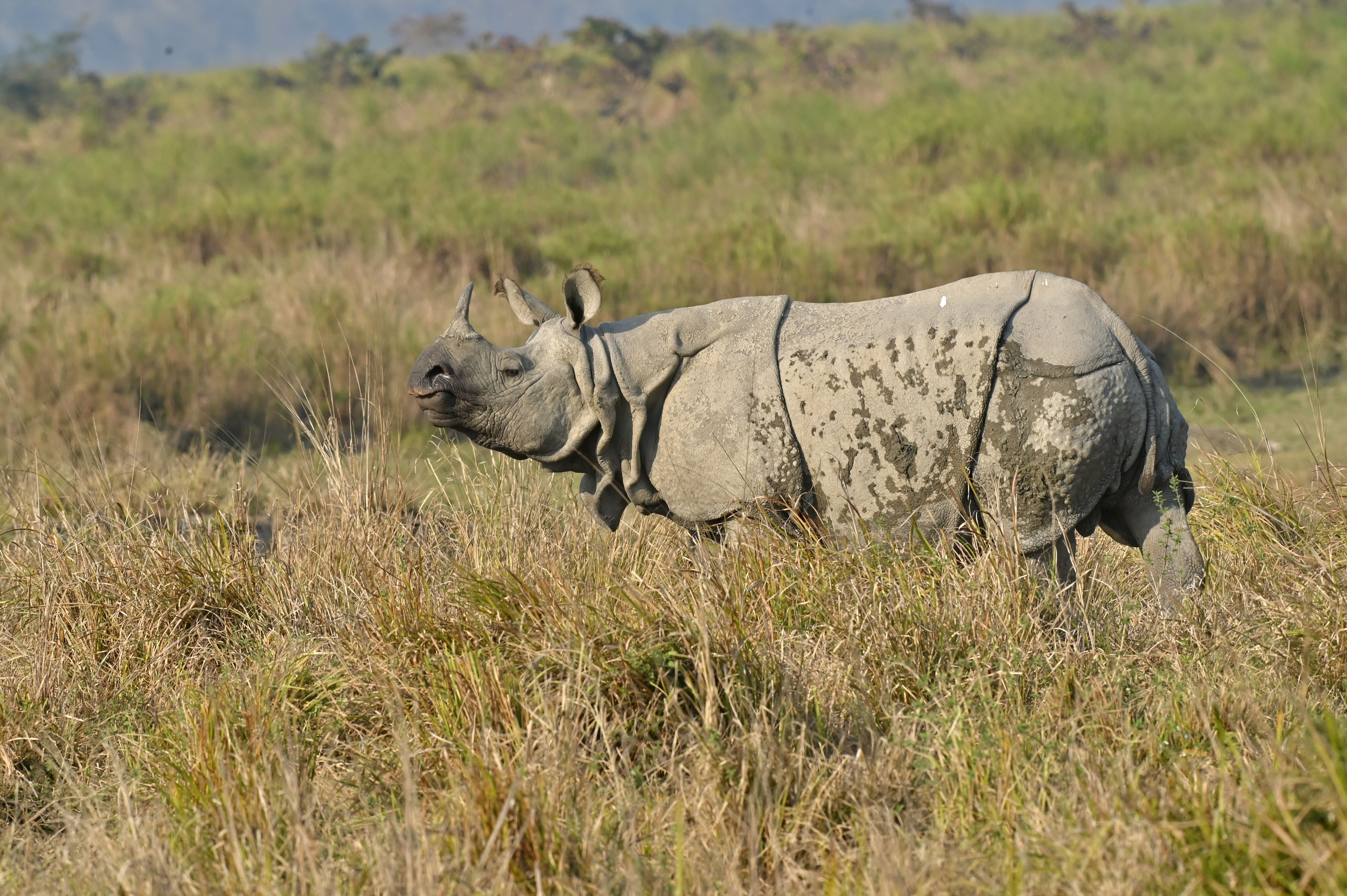 Photo from 15-Day India Wildlife Safari: Tigers, Rhinos & National Parks safari tour