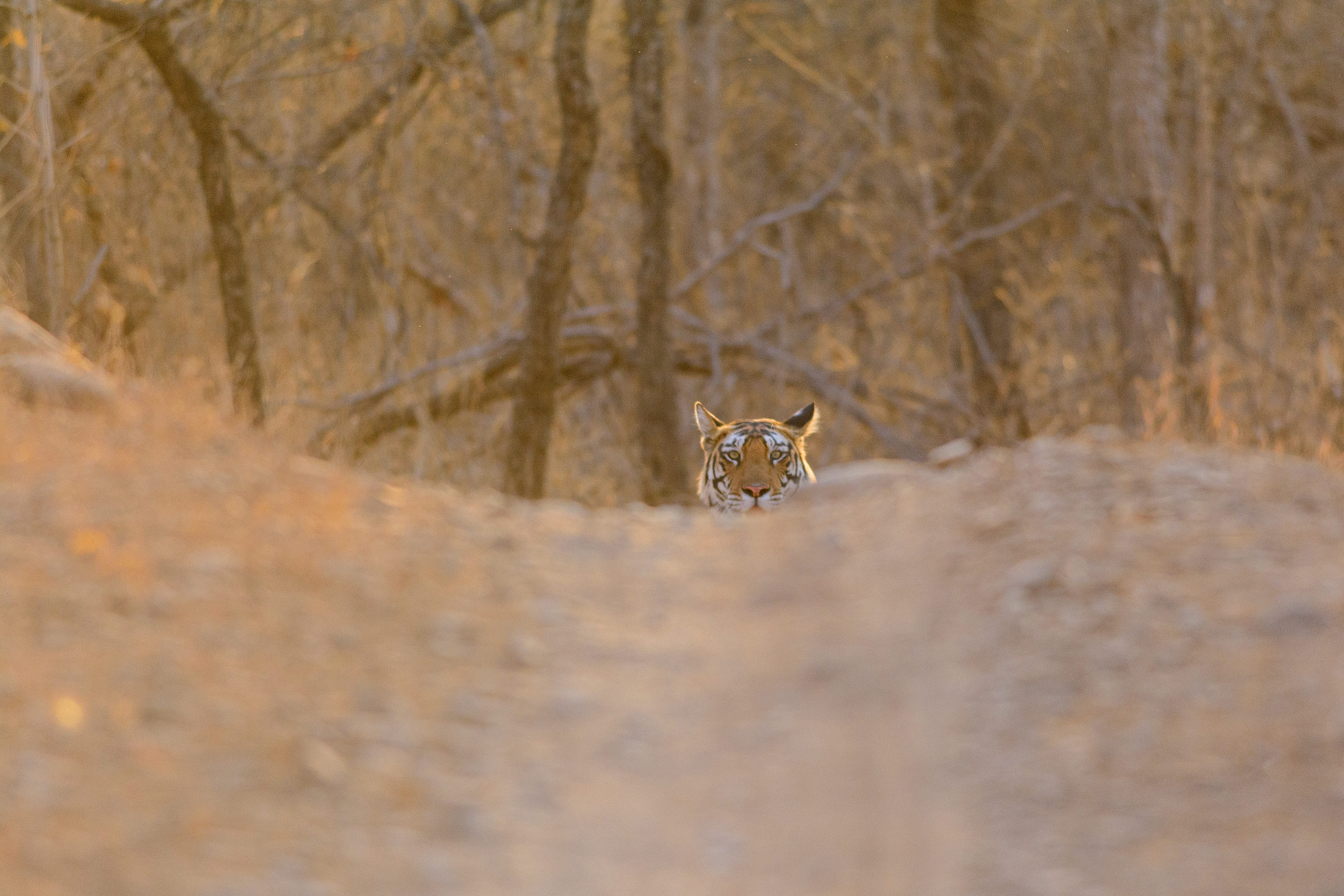 Photo from 15-Day India Wildlife Safari: Tigers, Rhinos & National Parks safari tour