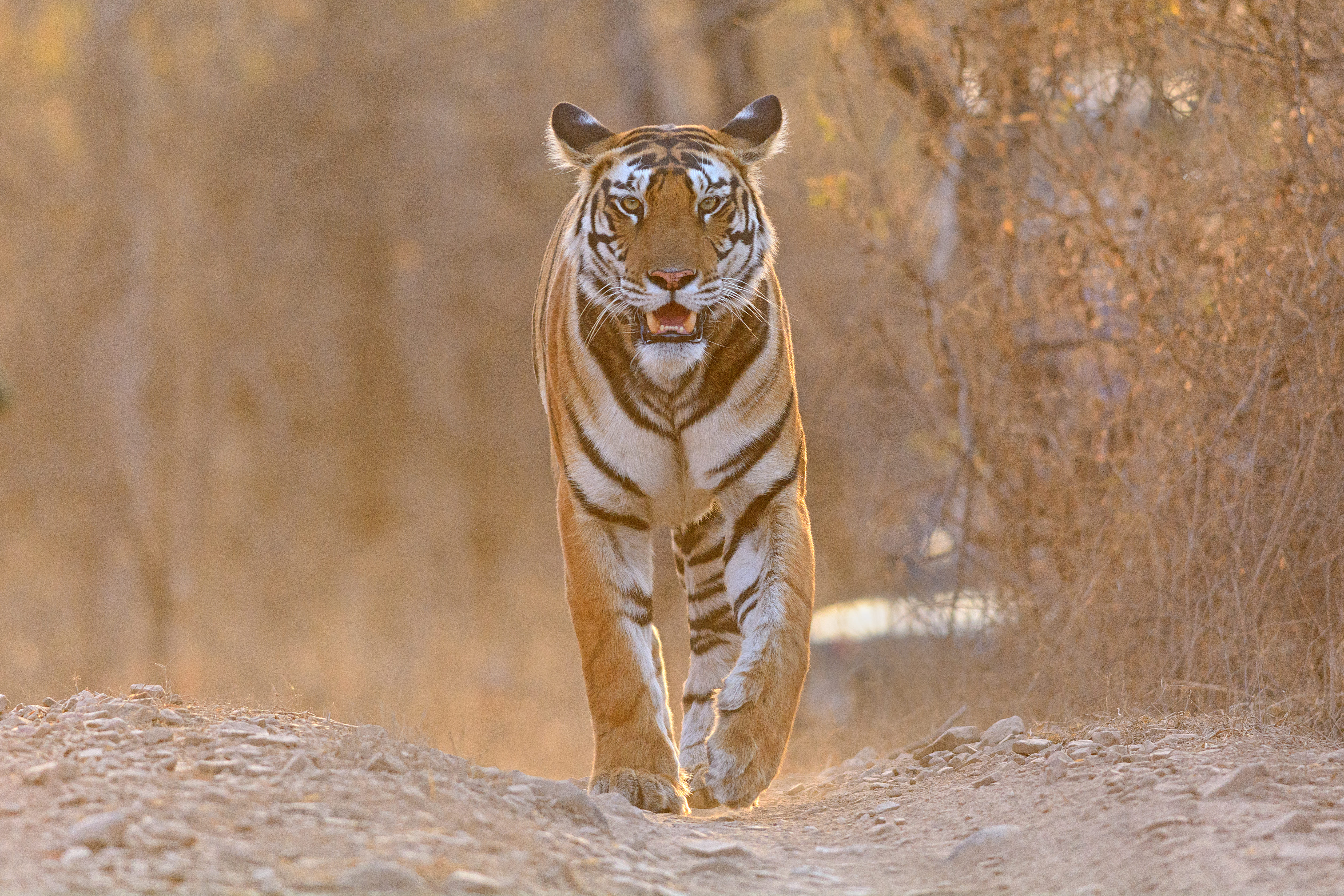 Photo from 15-Day India Wildlife Safari: Tigers, Rhinos & National Parks safari tour