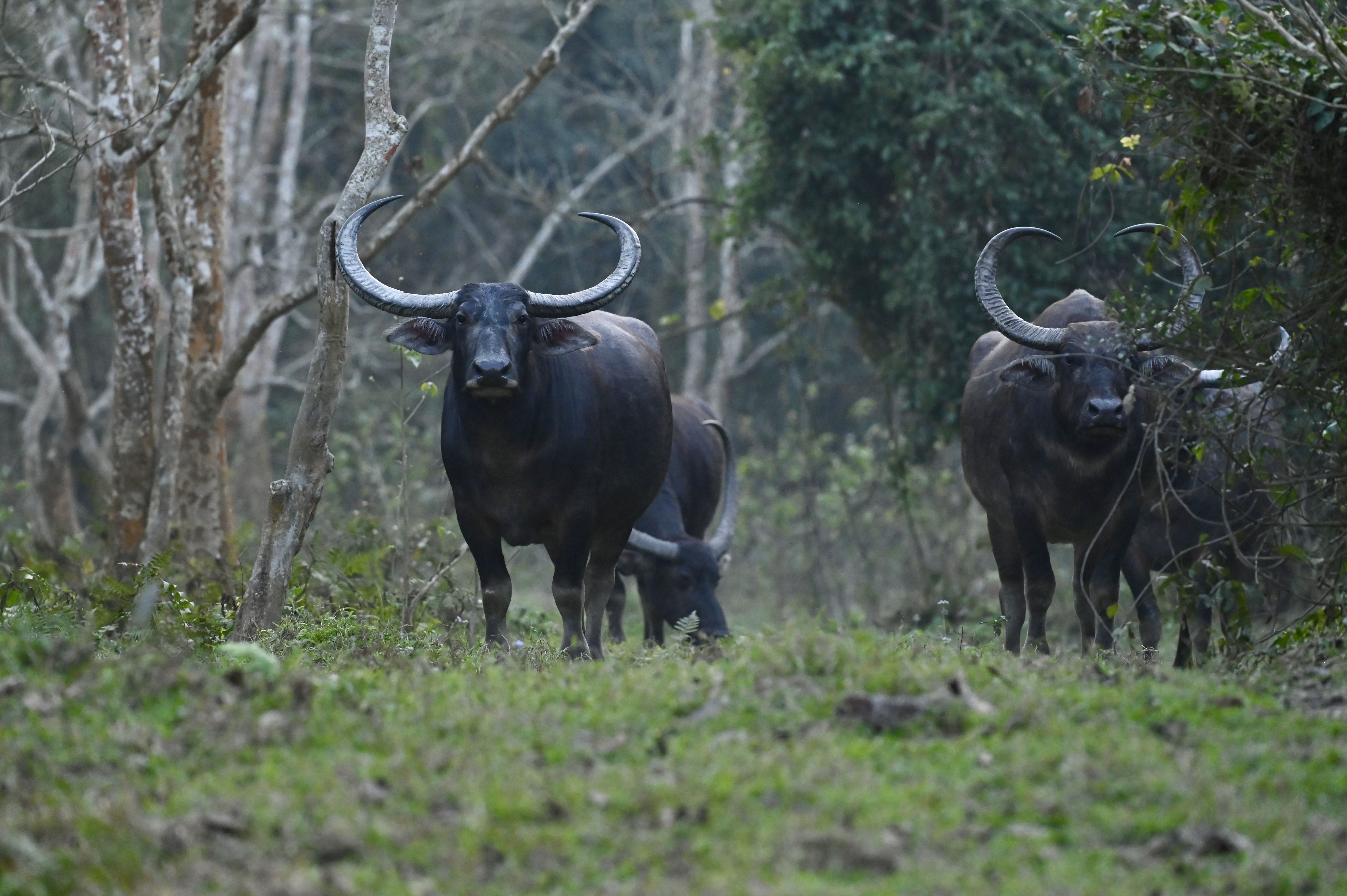 Photo from 15-Day India Wildlife Safari: Tigers, Rhinos & National Parks safari tour