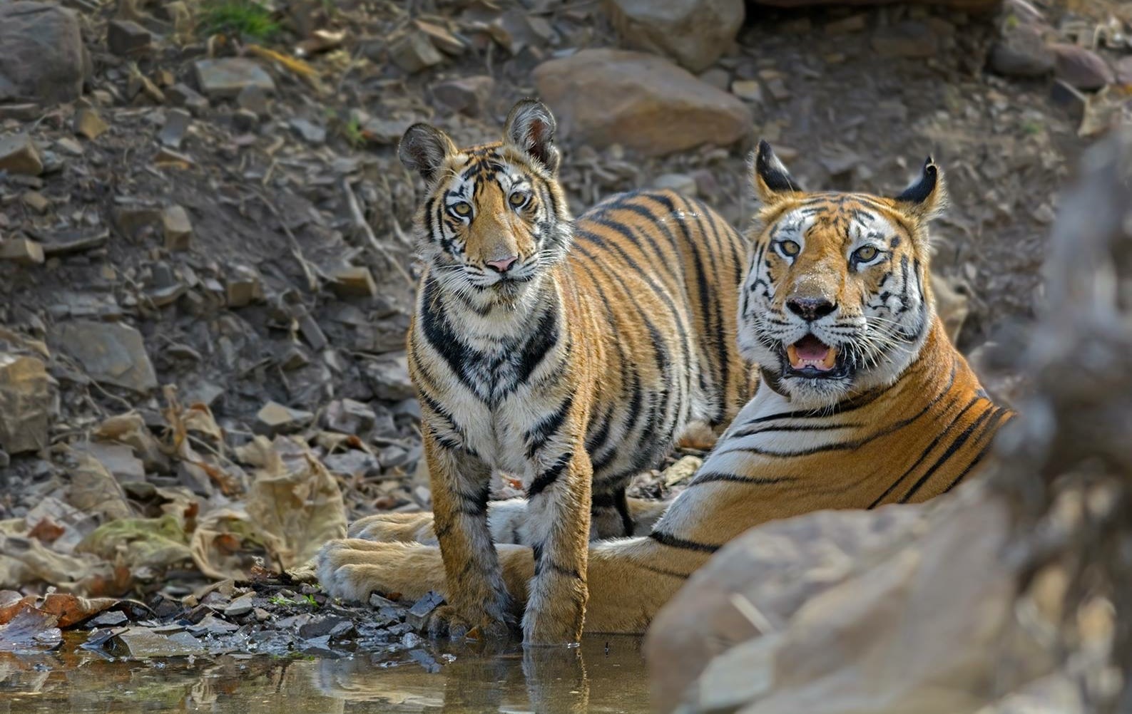 Photo from Tiger Trail India: 8-Day Safari Across Kanha, Pench & Tadoba safari tour
