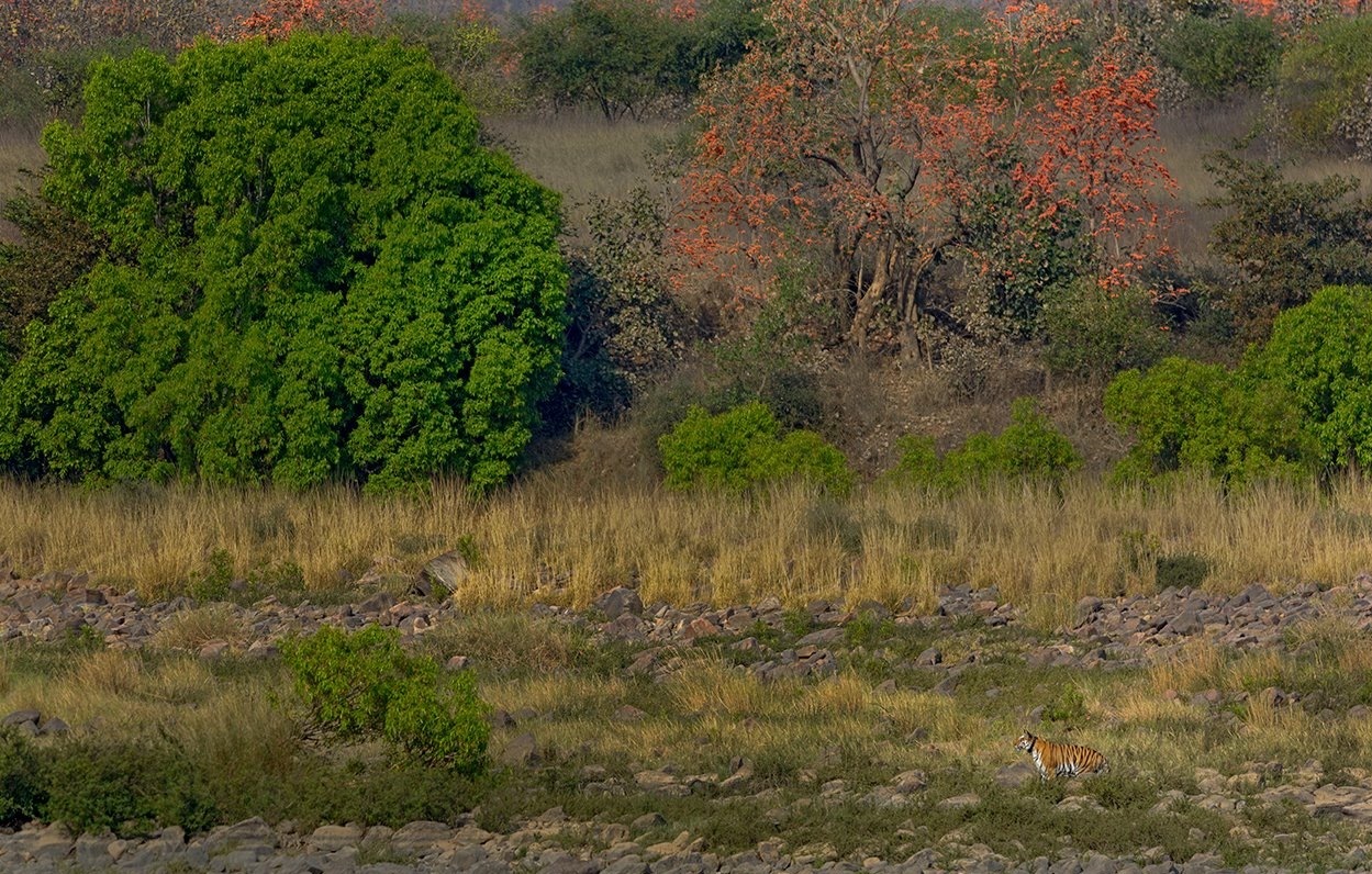 Photo from Tiger Trail India: 8-Day Safari Across Kanha, Pench & Tadoba safari tour